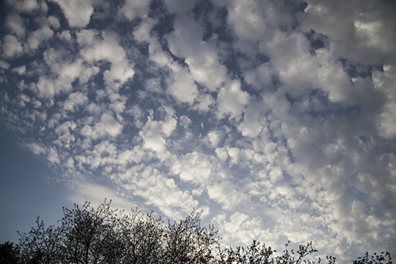 Altocumulus floccus