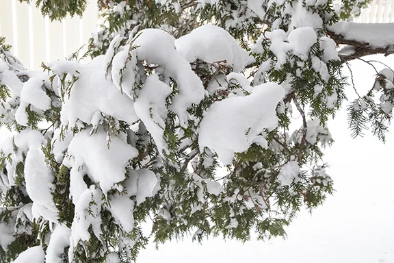 2018_03_24_1033_Snow_on_branches-WEB.jpg