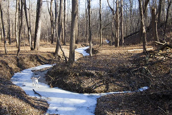 Hartman_Reserve_4x6x300_2018_12_16_1965.jpg