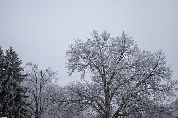 Stratus with Hoar Frost on Trees