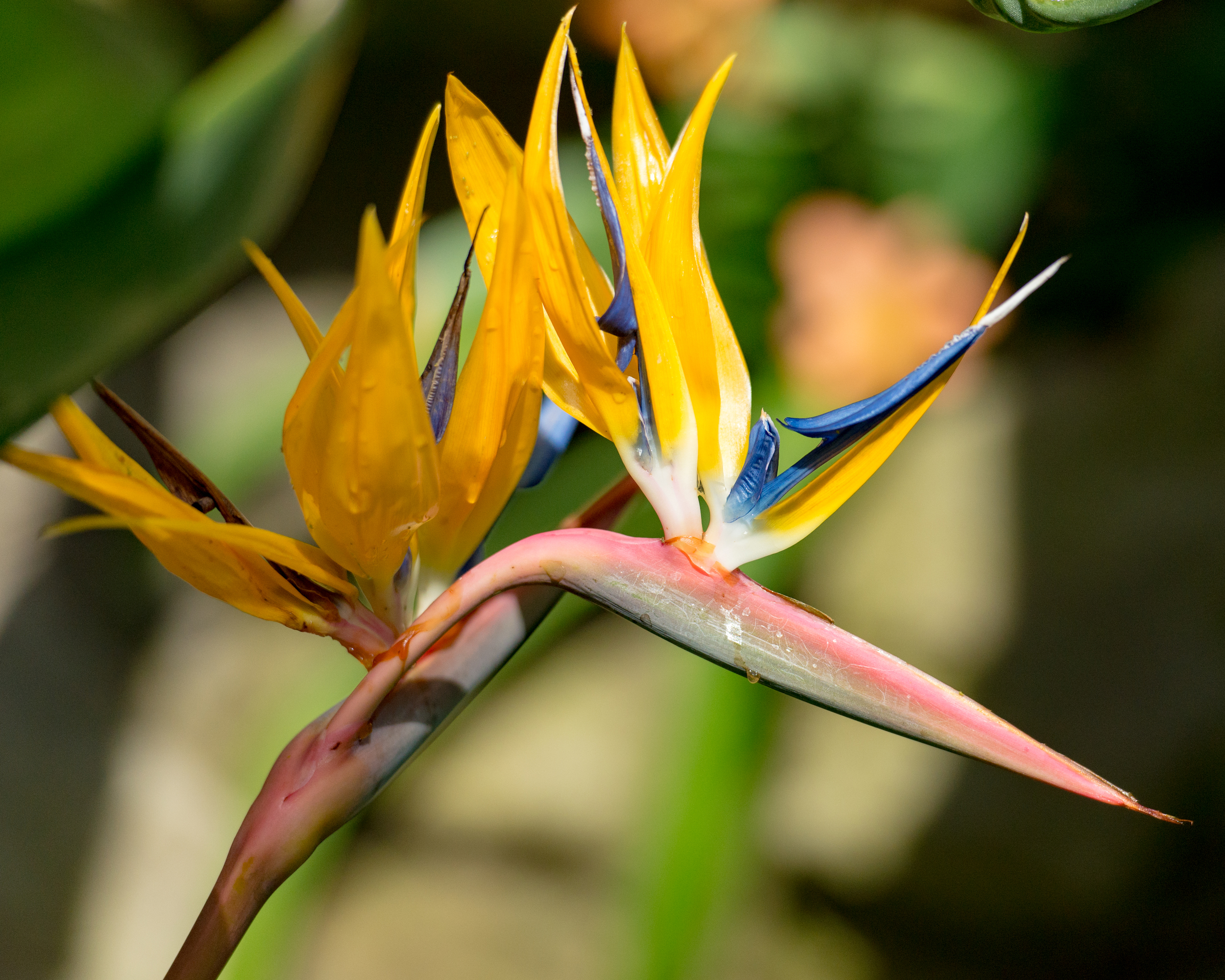 Bird of Paradise