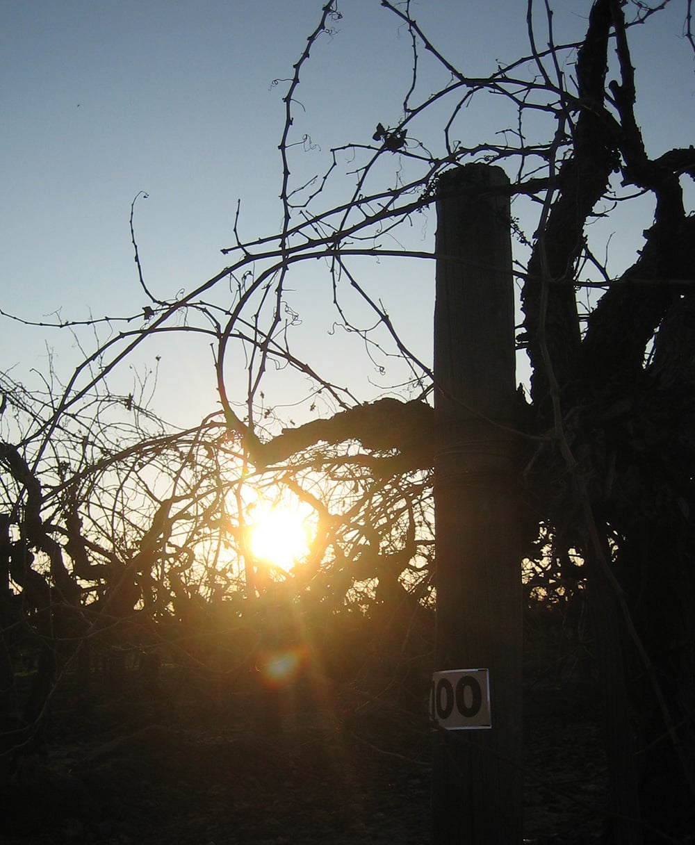 Winter. Vines dormant, waiting to be pruned.