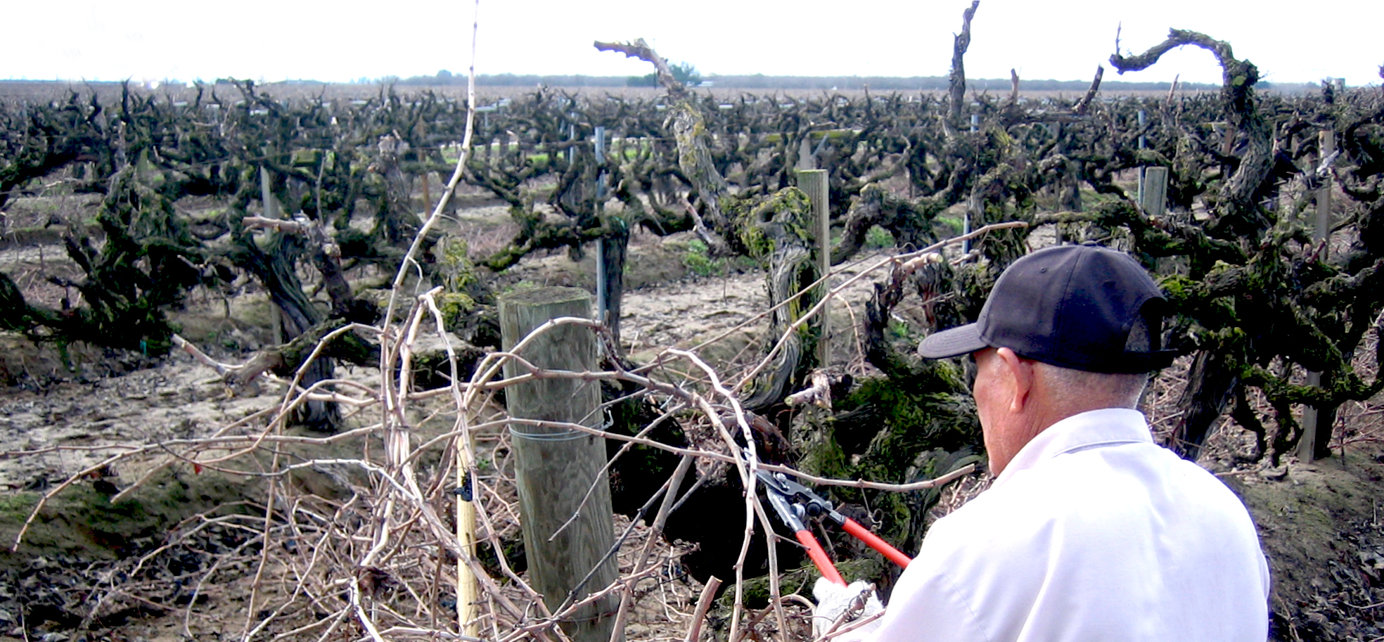 oldguypruning.jpg