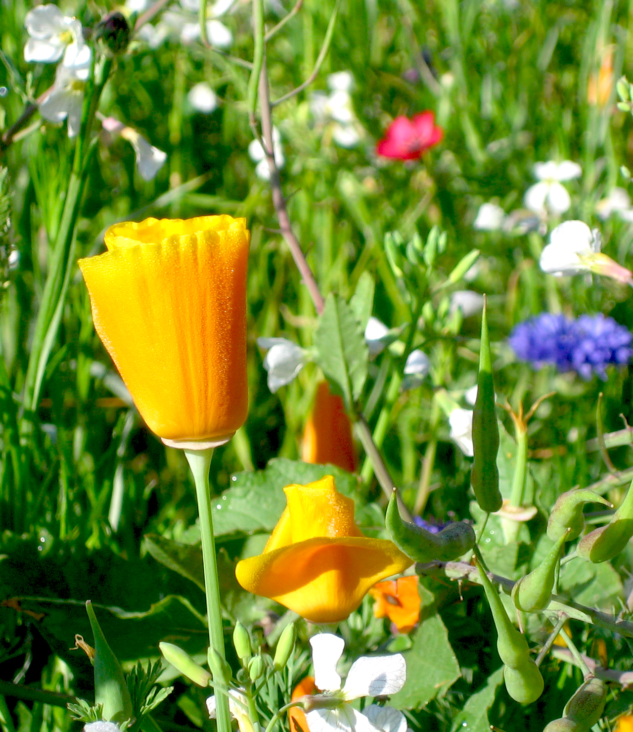 dew-poppy-2.jpg