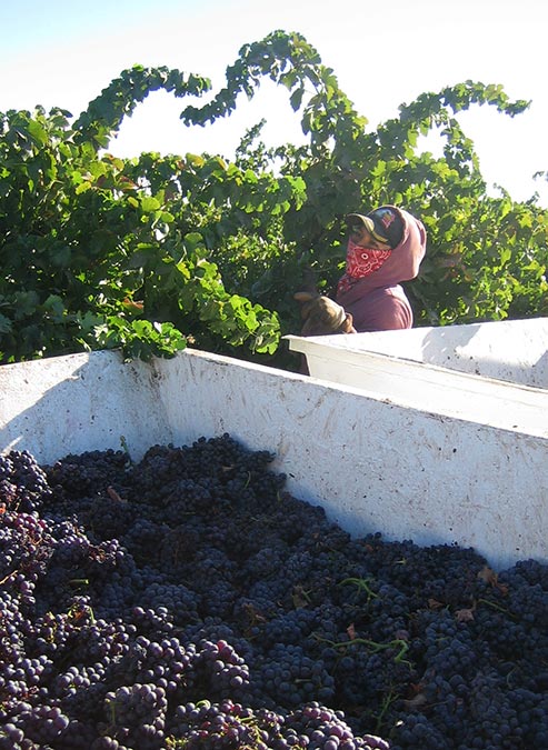 2016 harvest. Clean, clean, clean fruit!