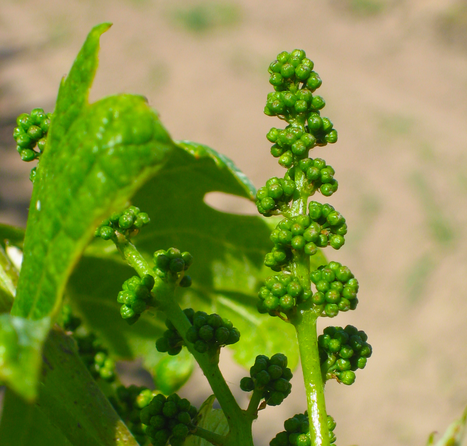 Flowering before full bloom for the 2017 harvest.