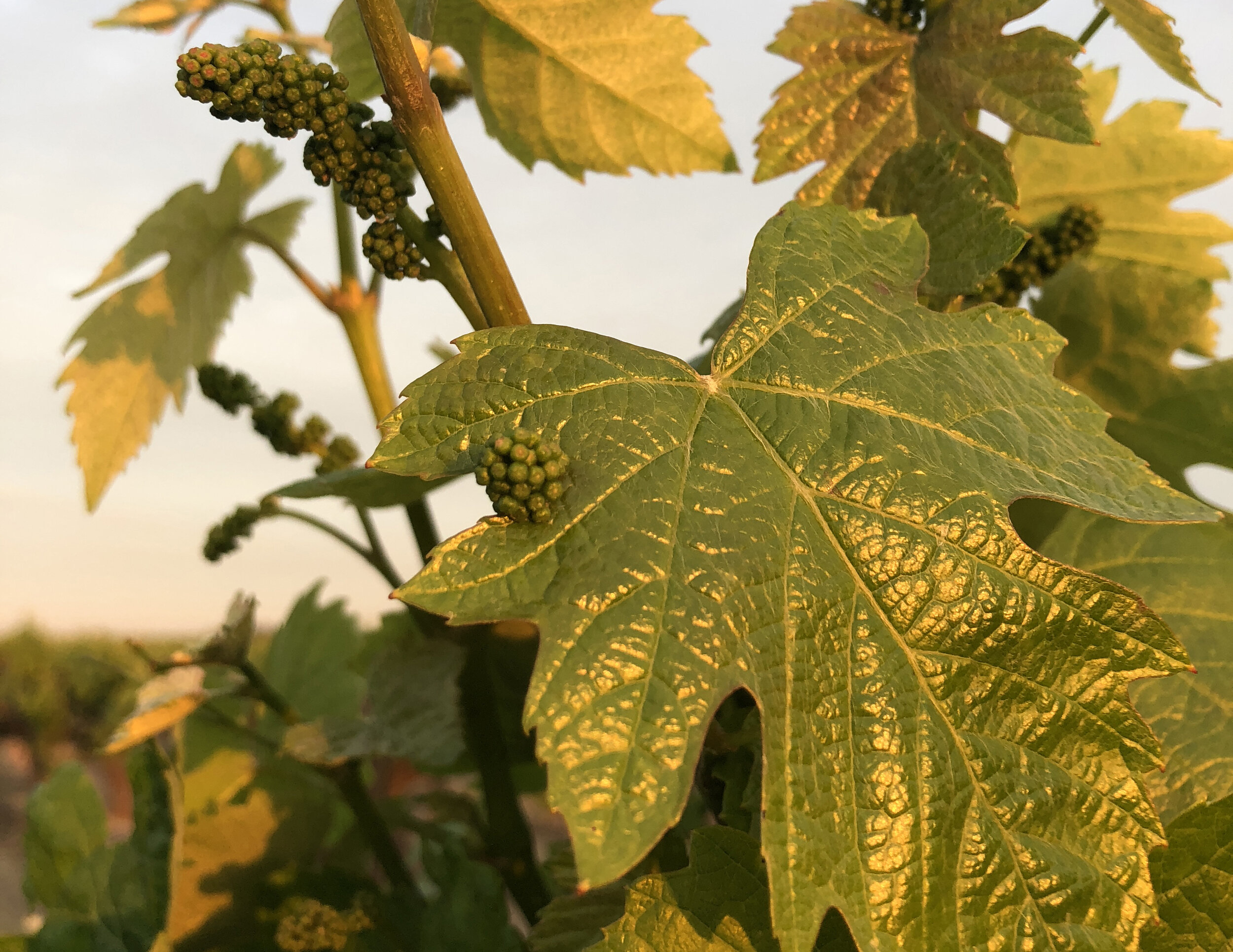 bud+leaf-magic-hour-c.jpg