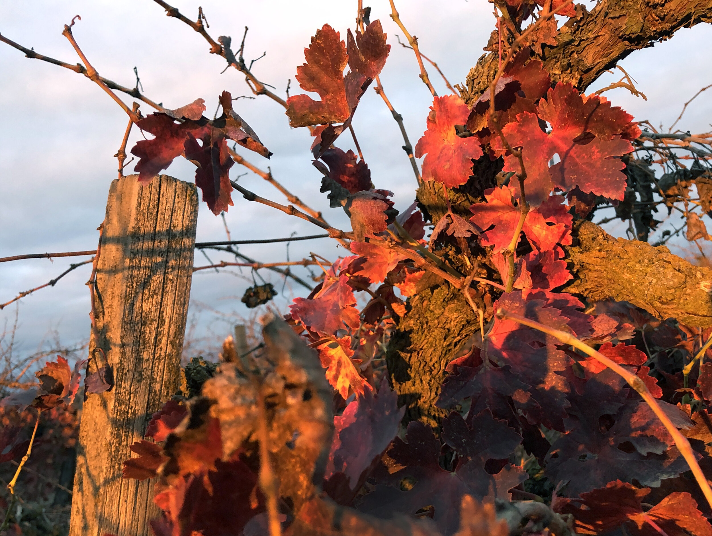 December vines. #currentmood