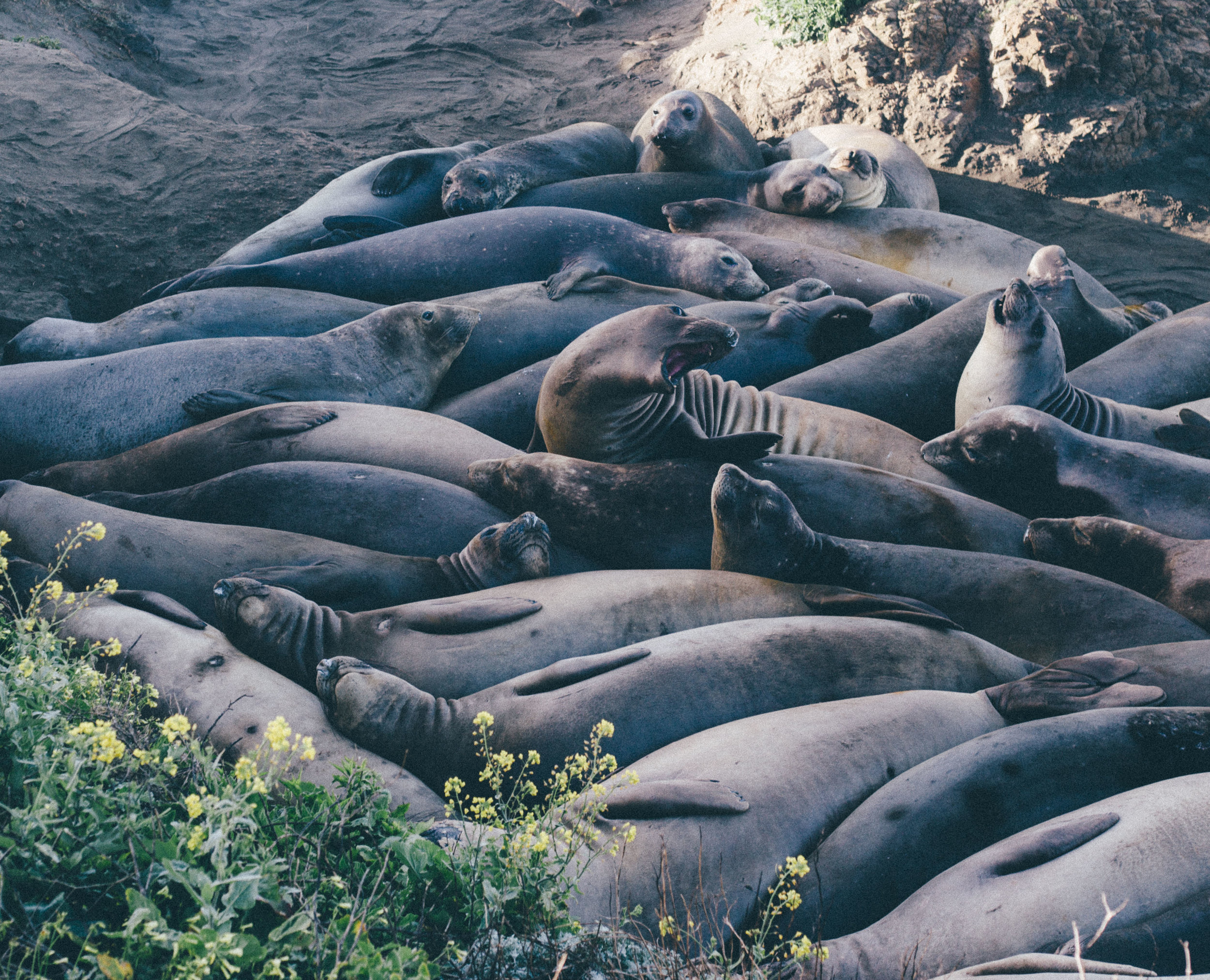 sping break Big Sur March 2016-137.jpg