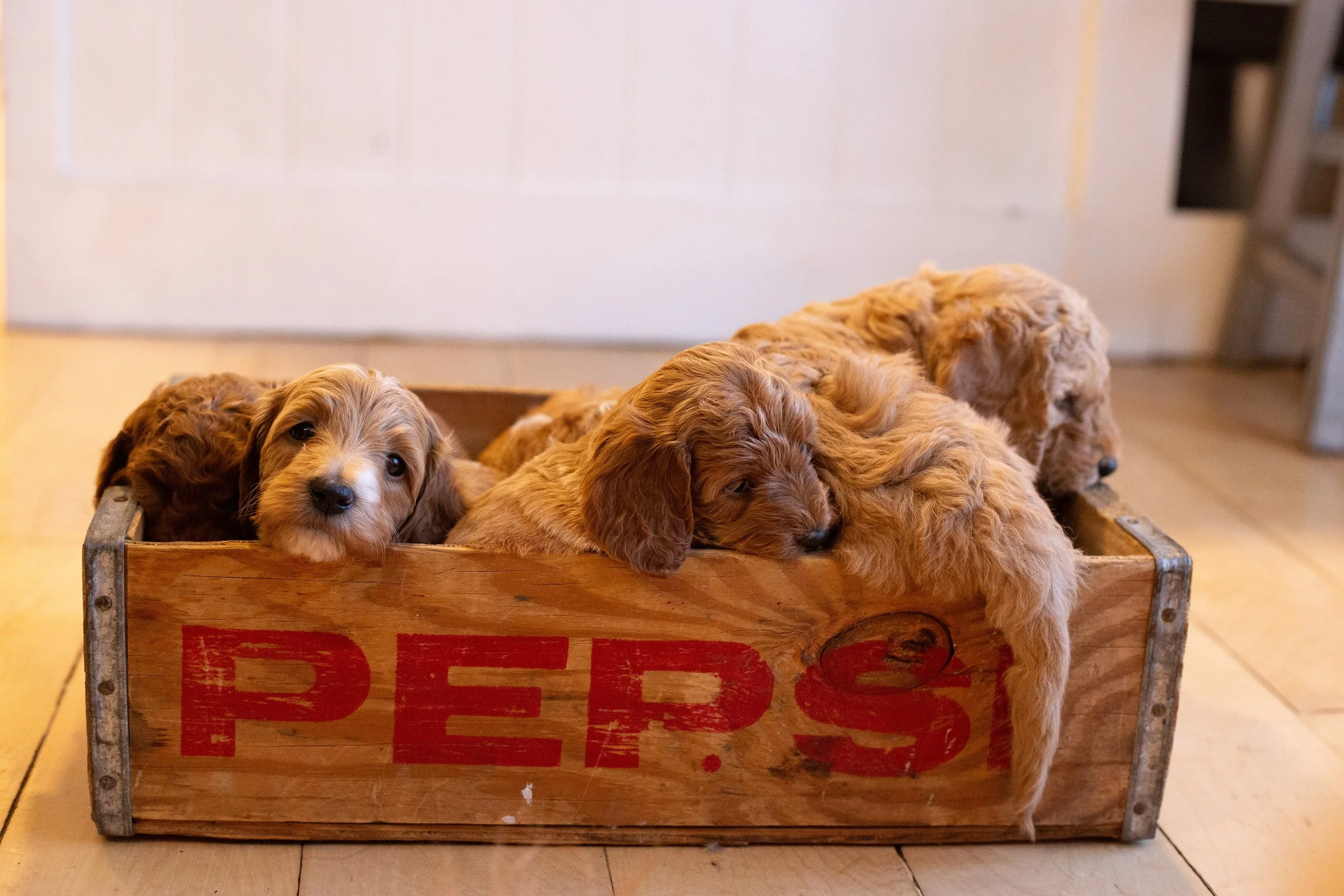 puppies, sledding-782.jpg