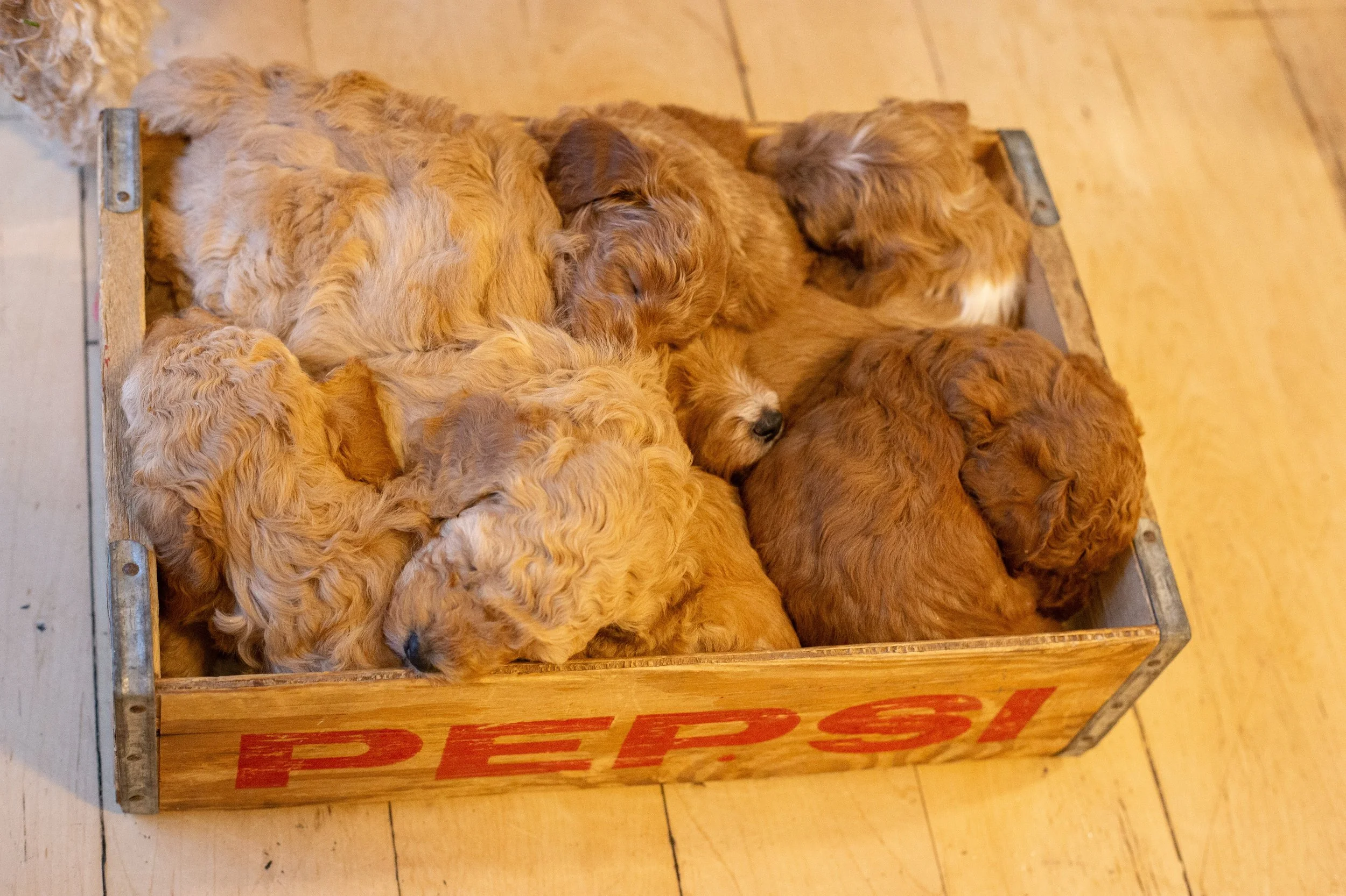 puppies-273.jpg