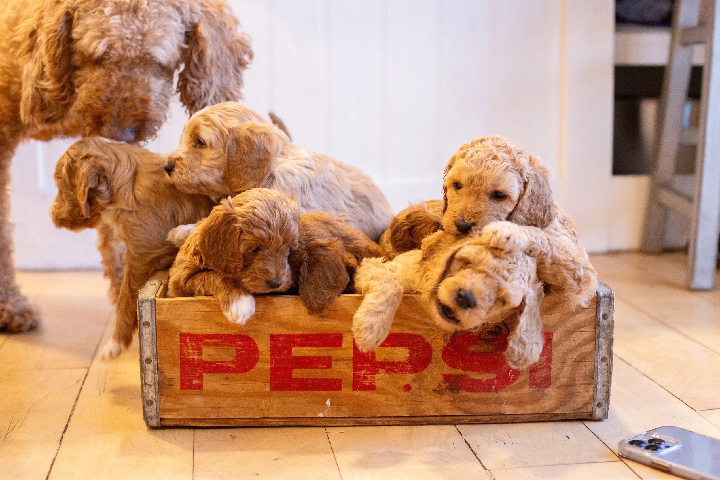 puppies, sledding-255.jpg