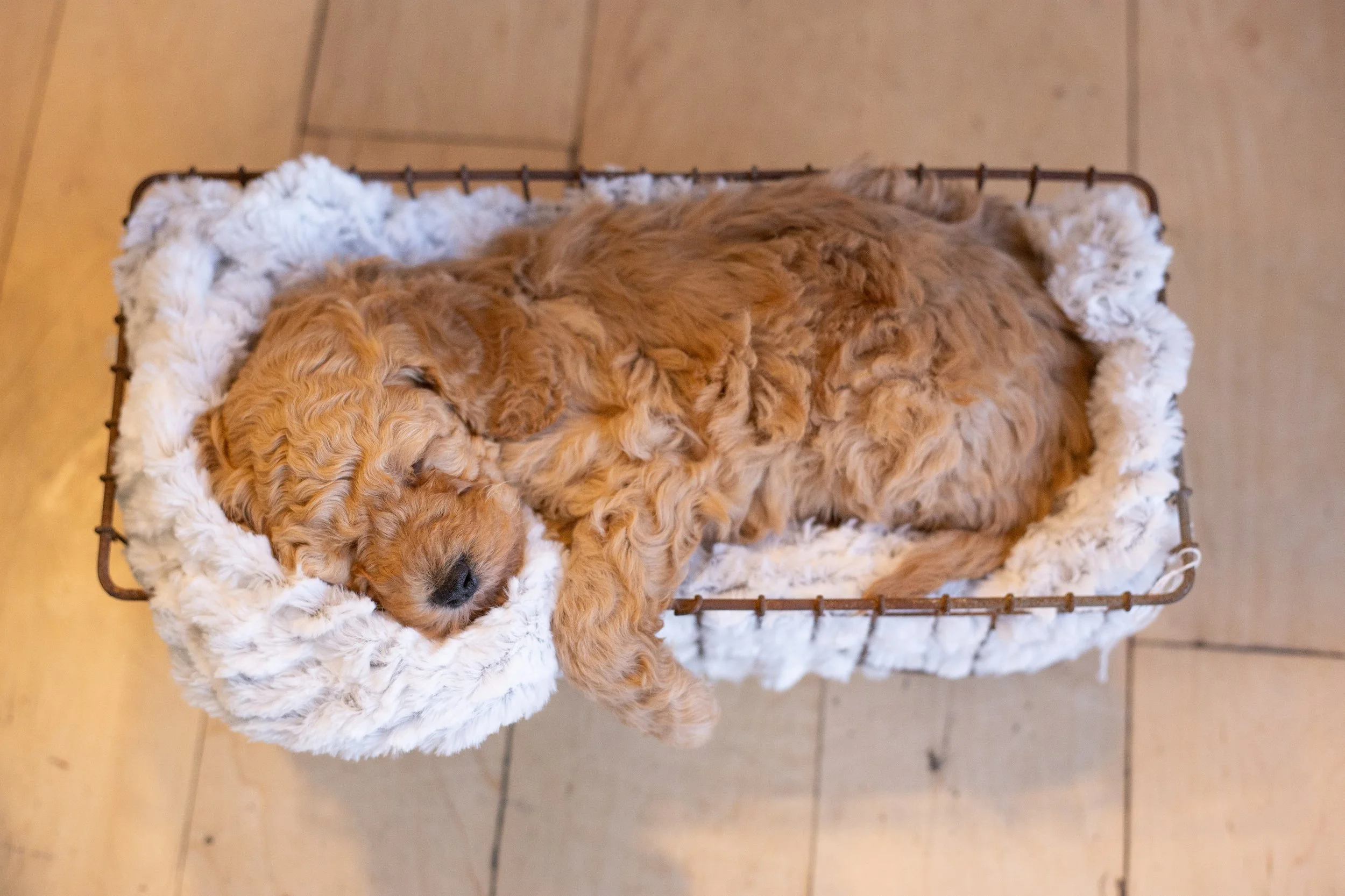 puppies, sledding-2.jpg