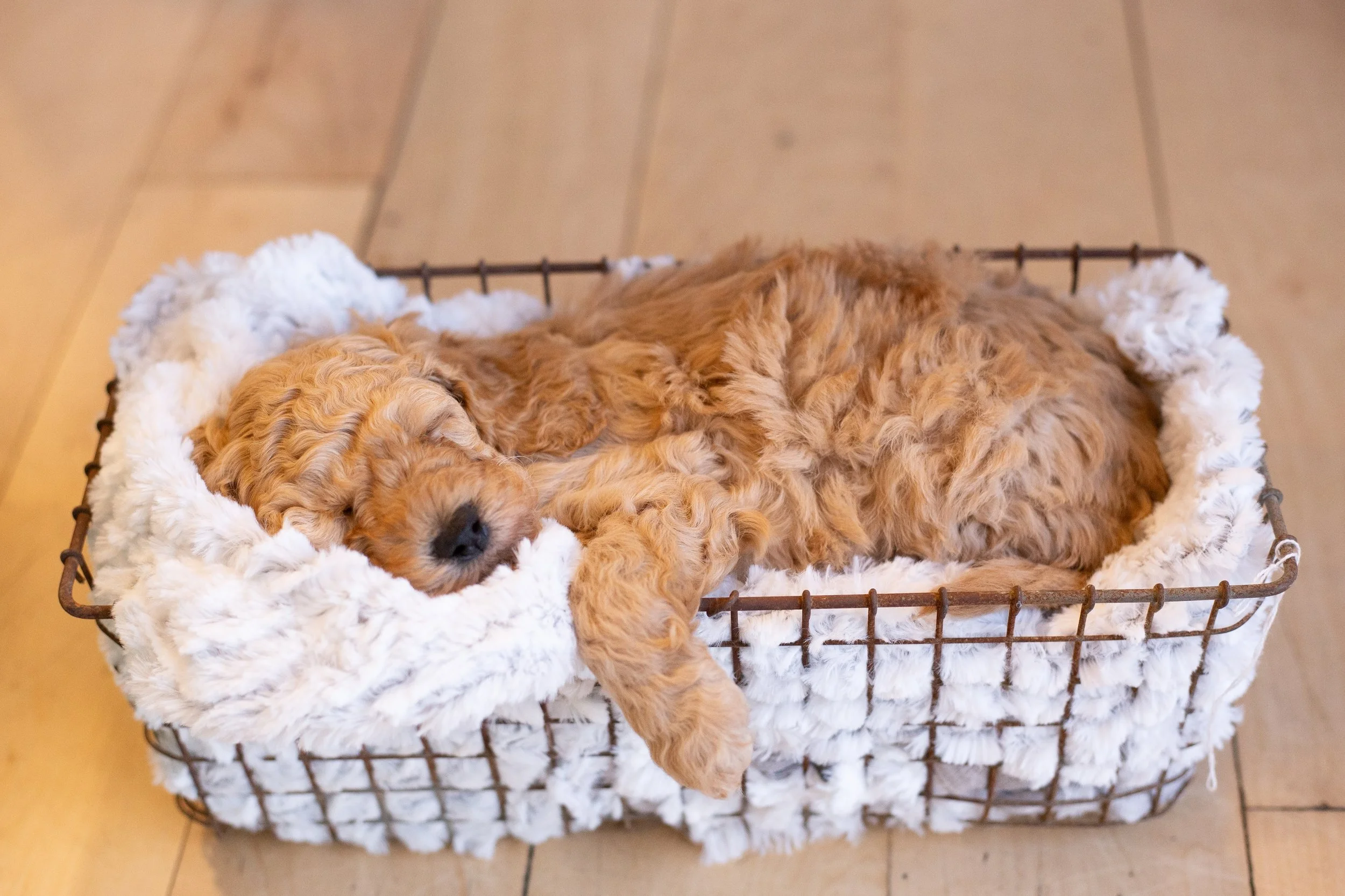 puppies, sledding-124.jpg