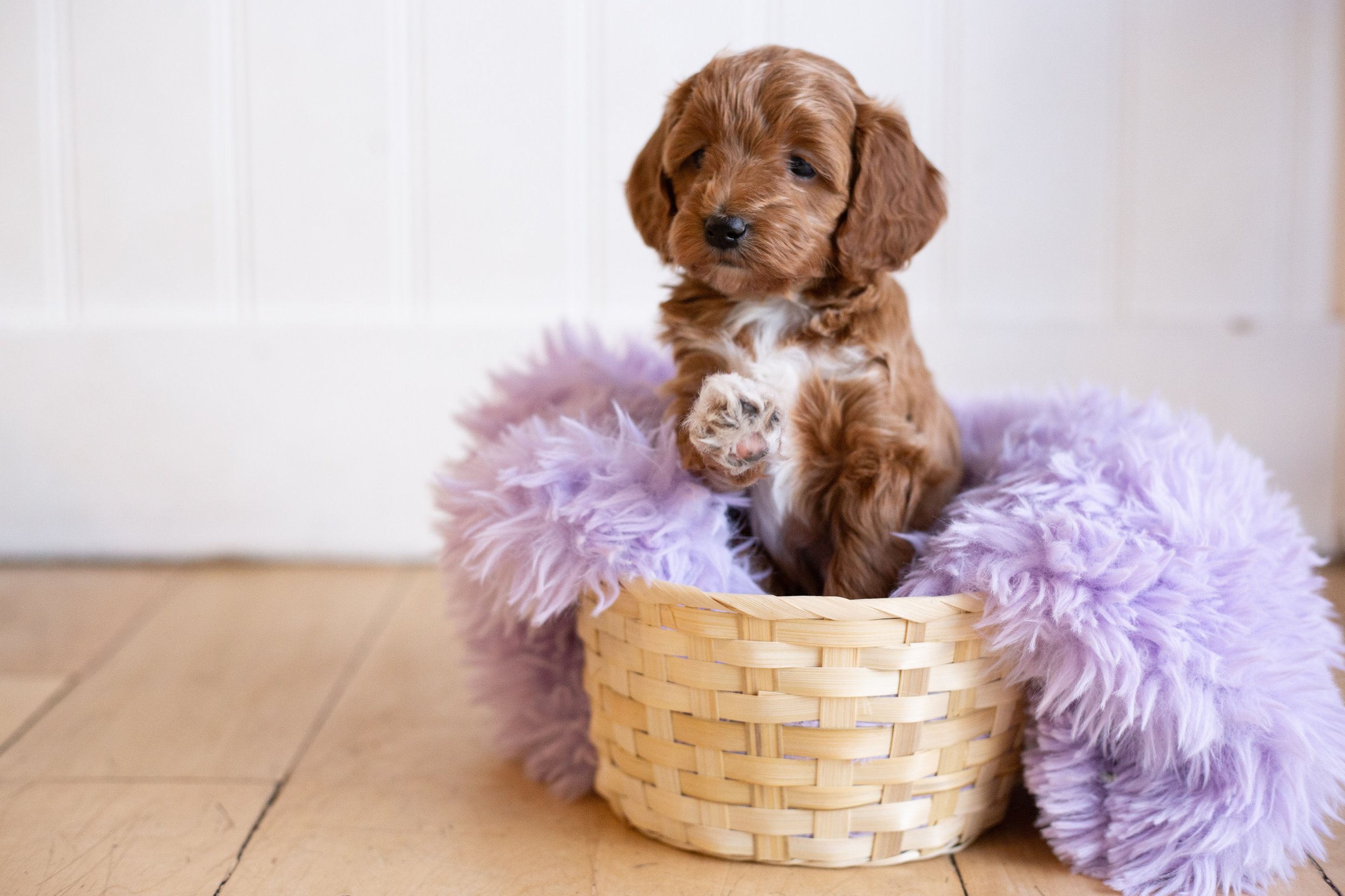 puppies, sledding-550.jpg