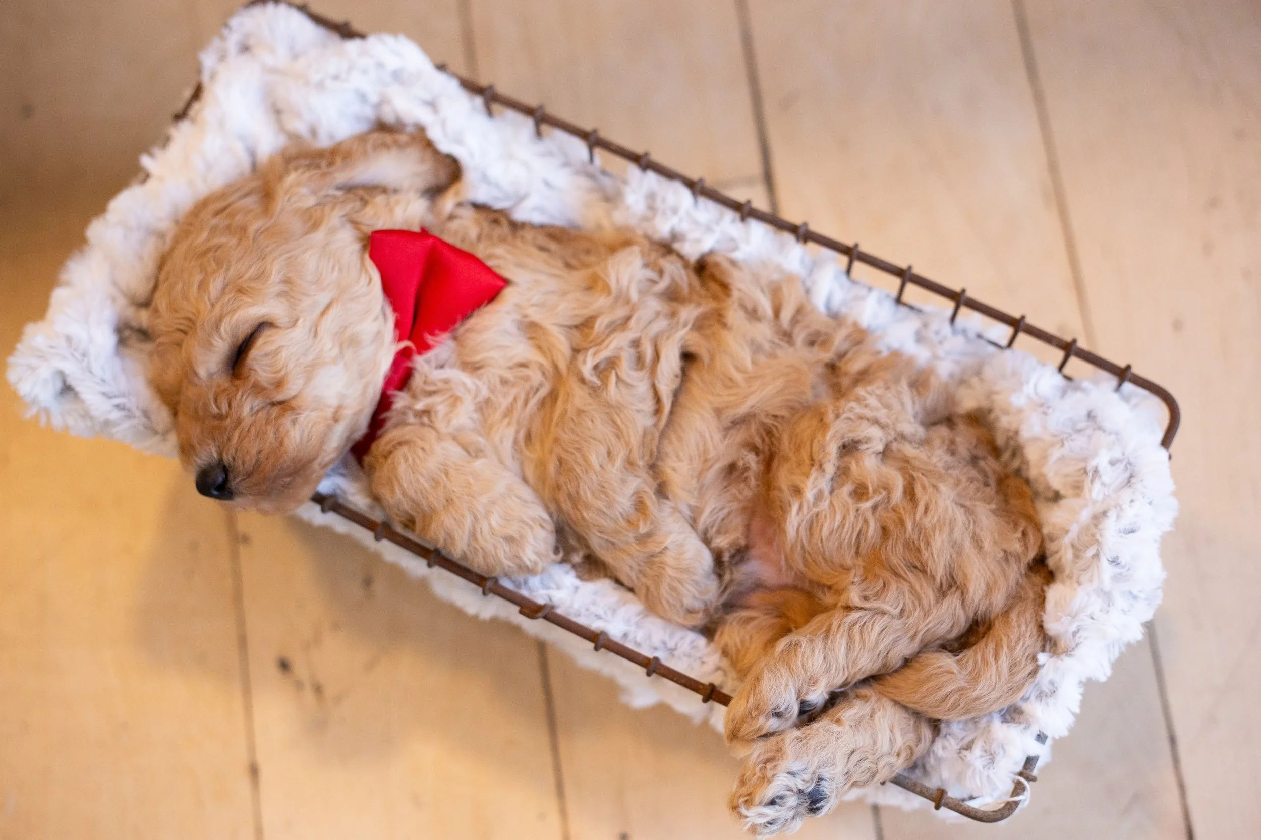 puppies, sledding-46.jpg