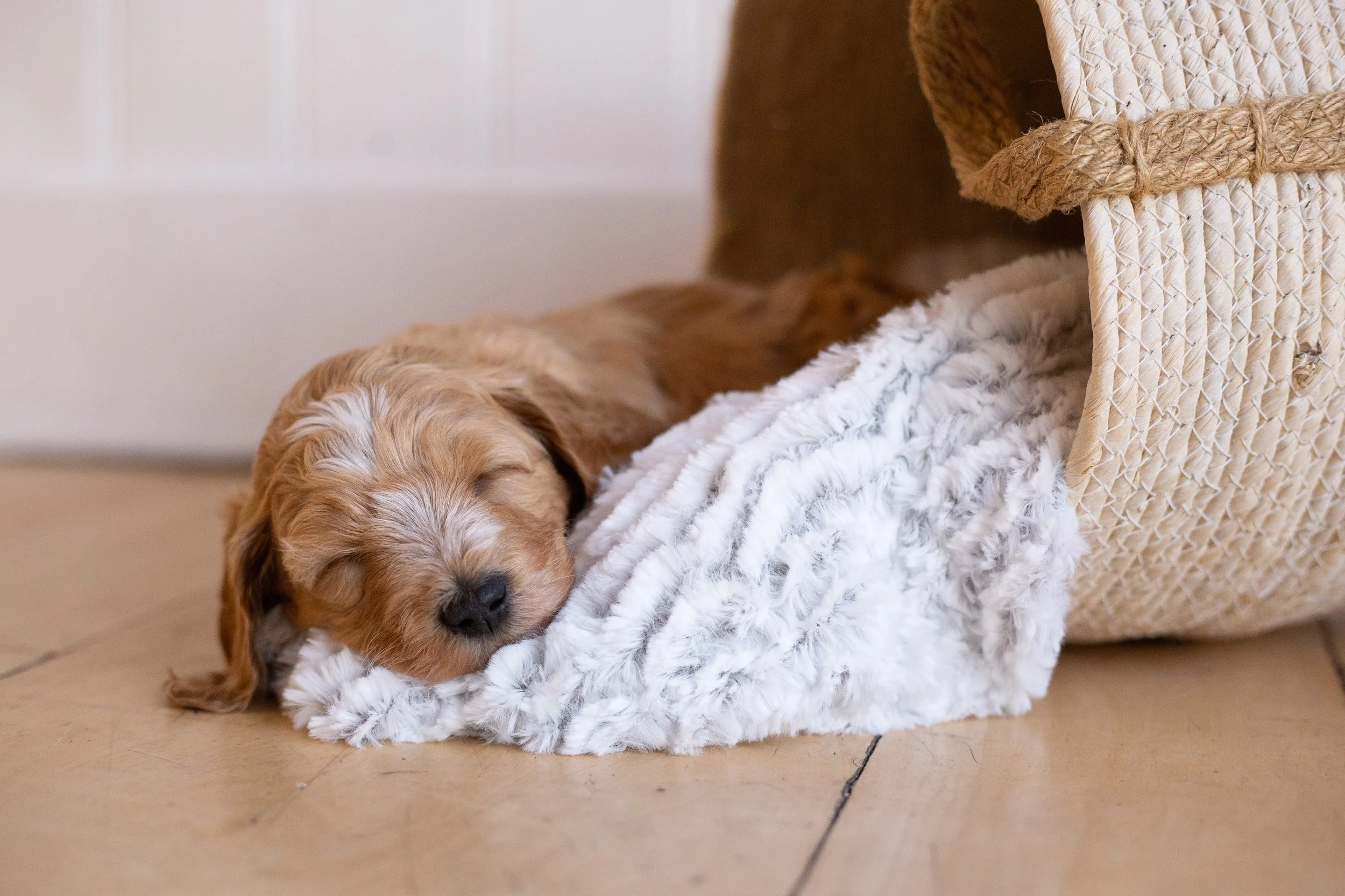 puppies, sledding-451.jpg