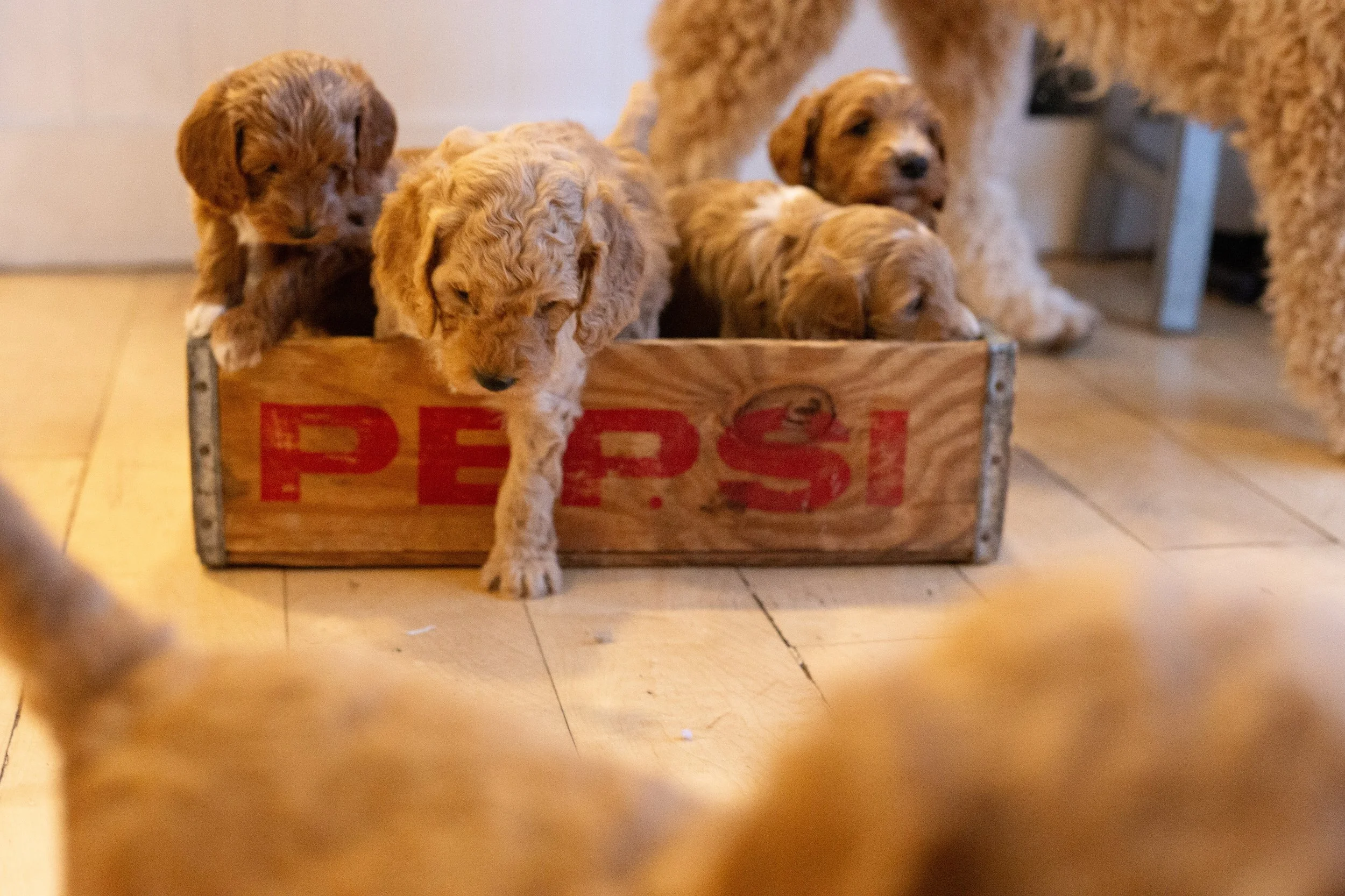 puppies, sledding-654.jpg