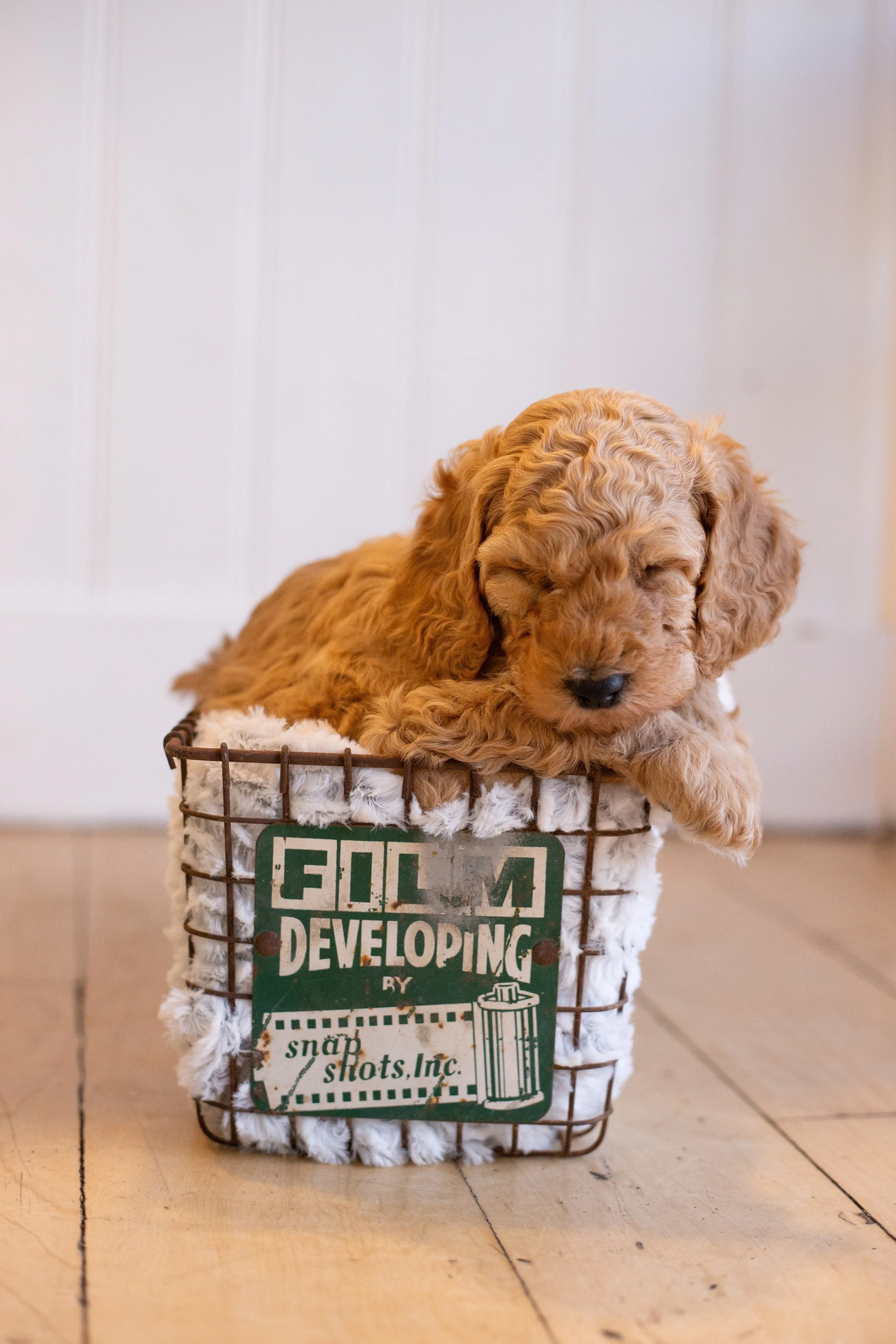 puppies, sledding-117.jpg