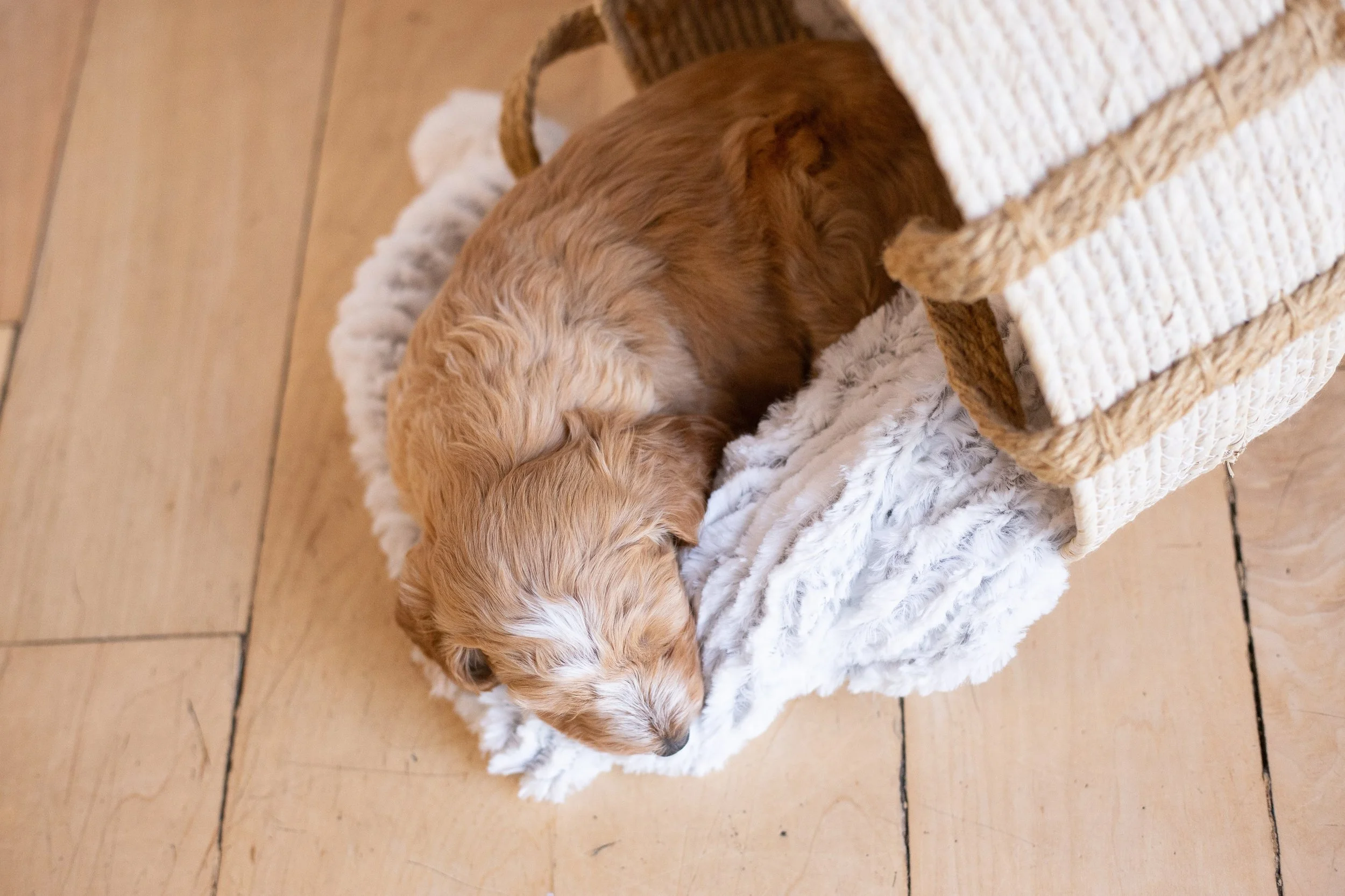 puppies, sledding-119.jpg