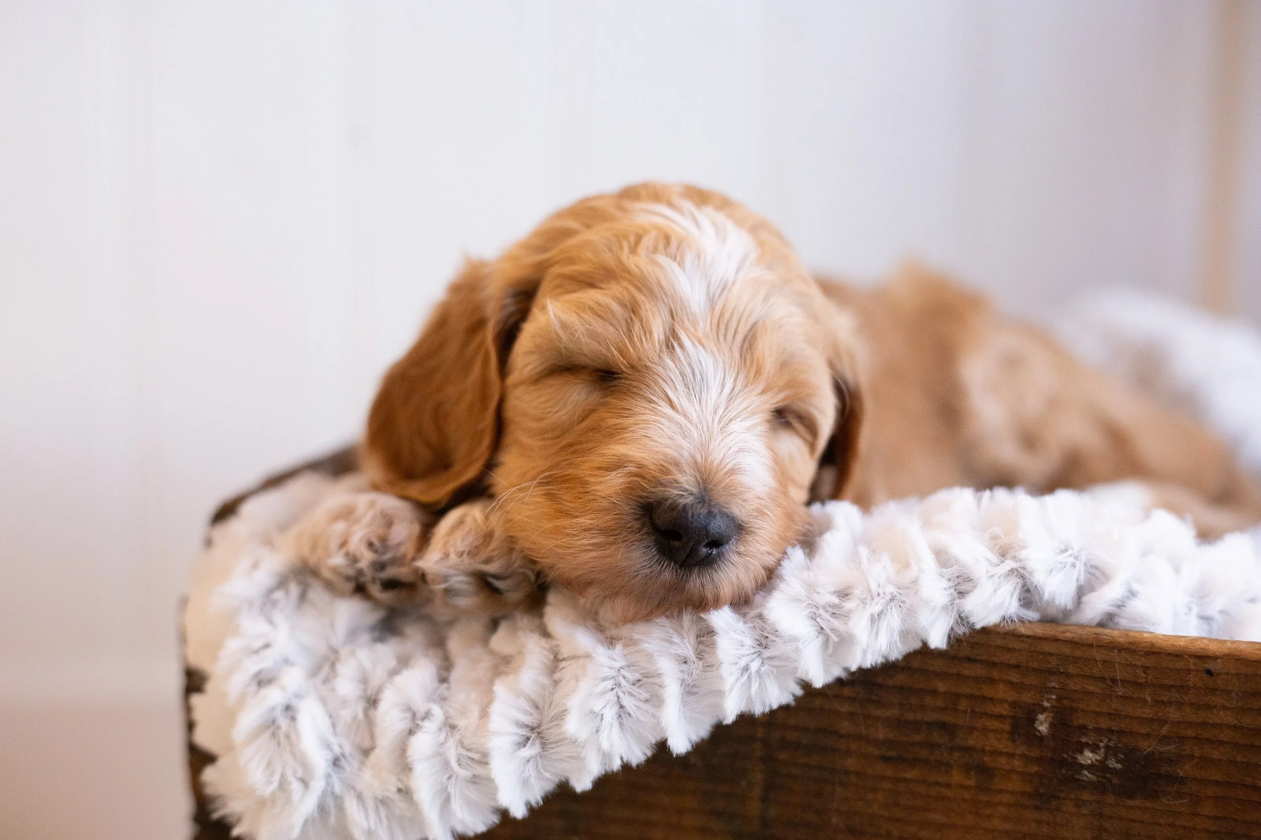 puppies, sledding-468.jpg