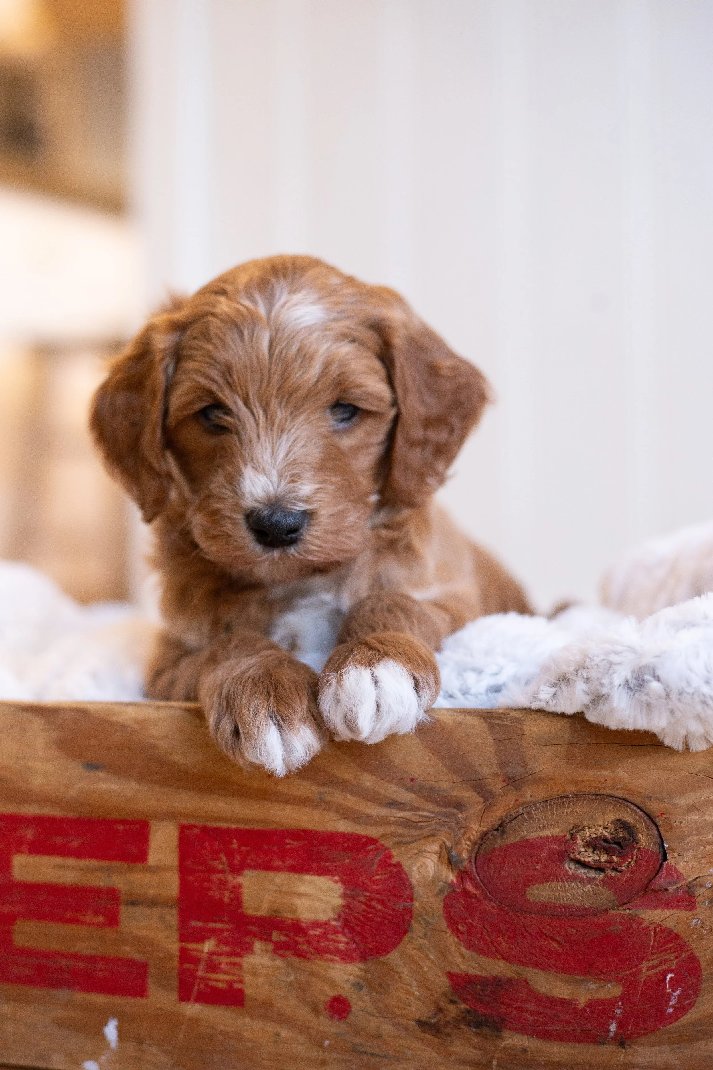 puppies, sledding-733.jpg