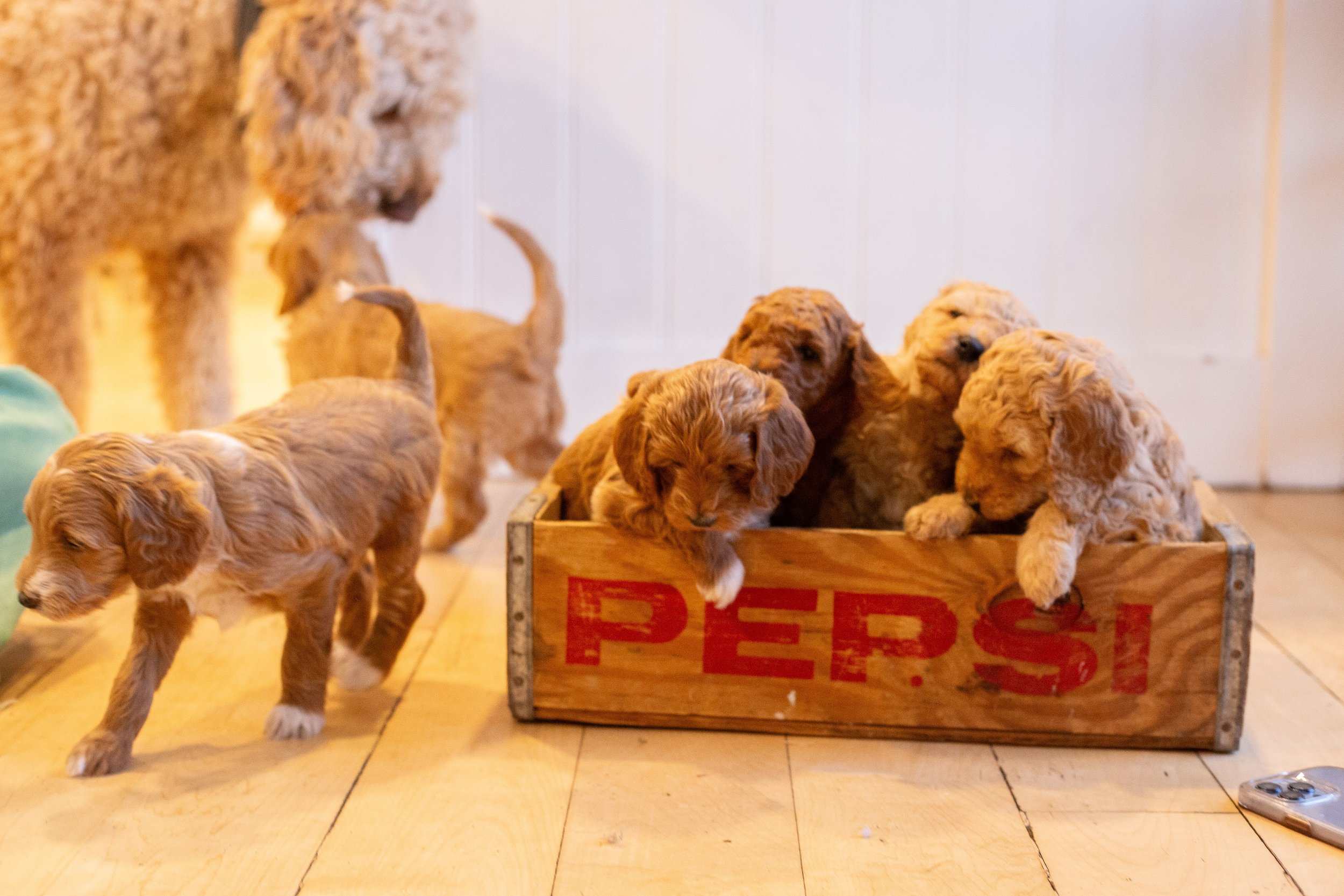 puppies, sledding-1017.jpg