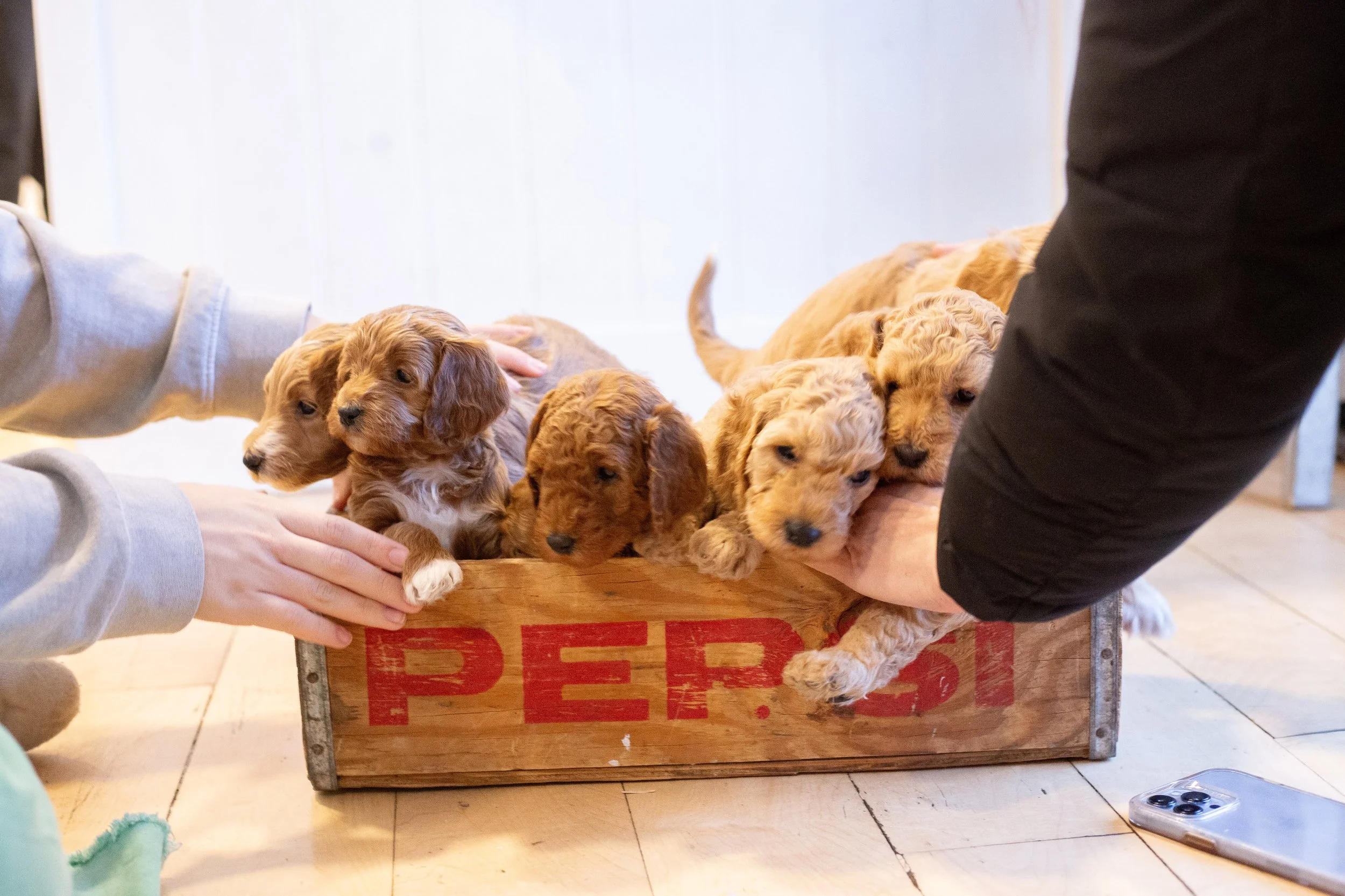 puppies, sledding-1047.jpg