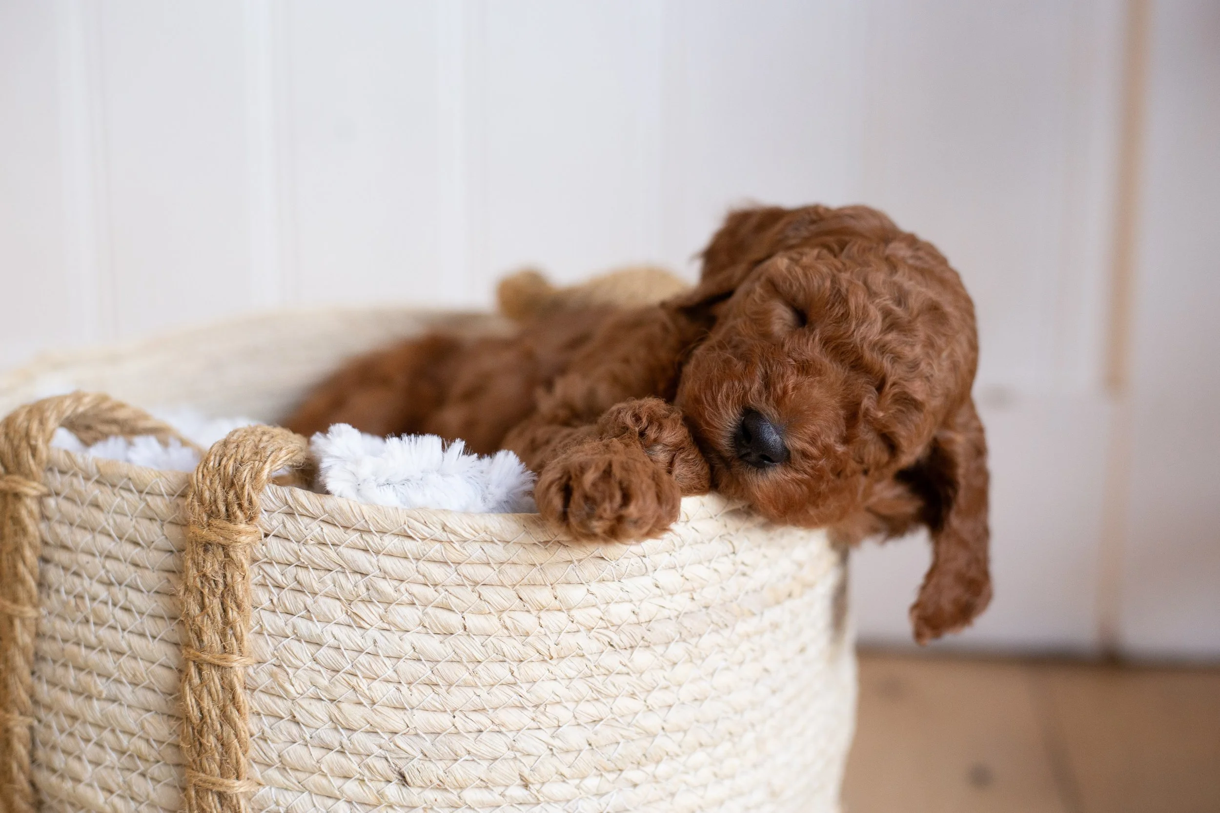 puppies, sledding-638.jpg