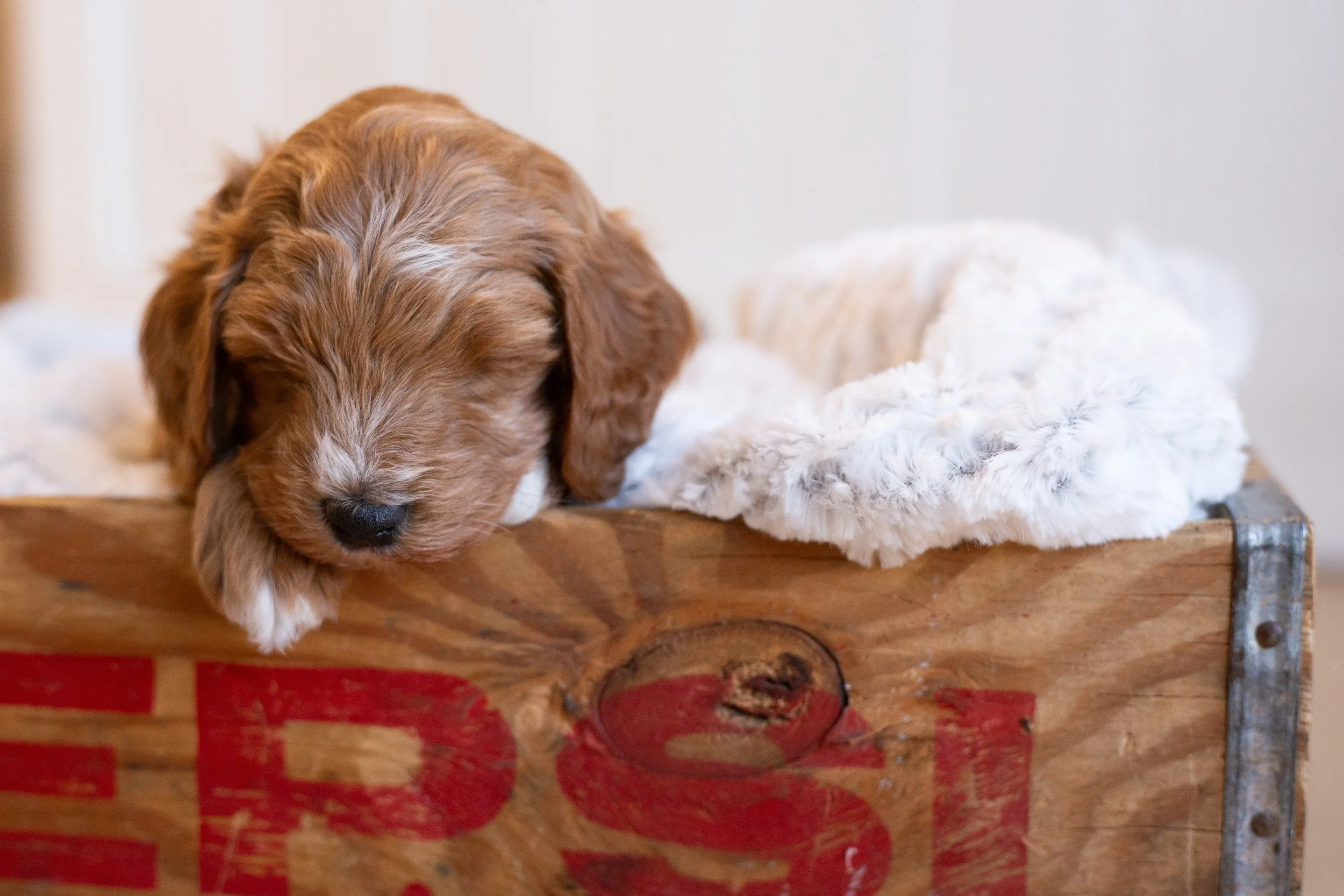 puppies, sledding-863.jpg