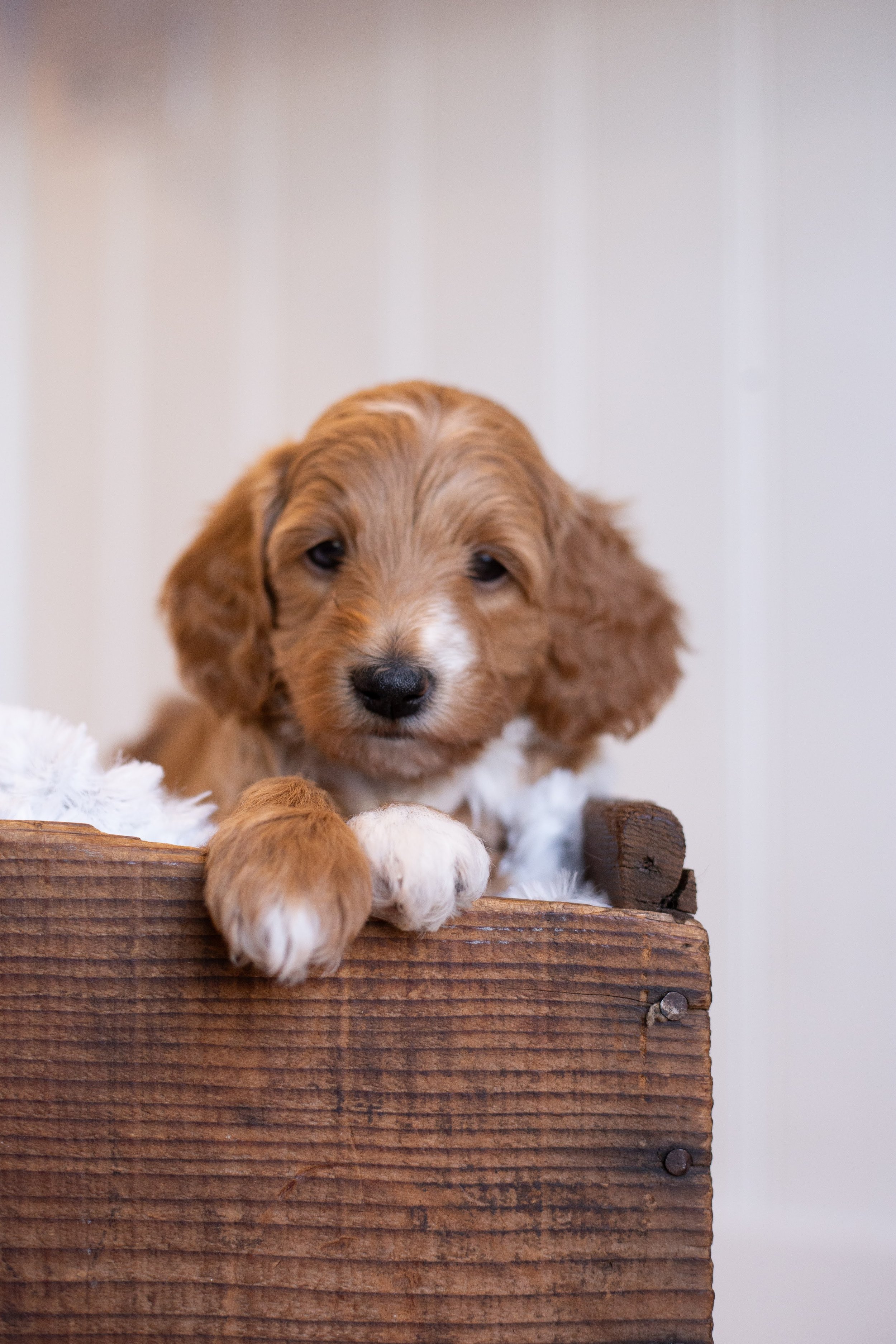 puppies, sledding-86.jpg