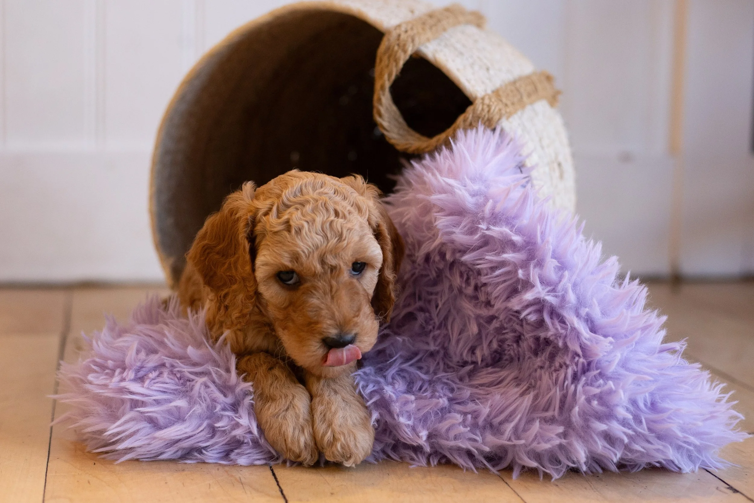 puppies, sledding-527.jpg