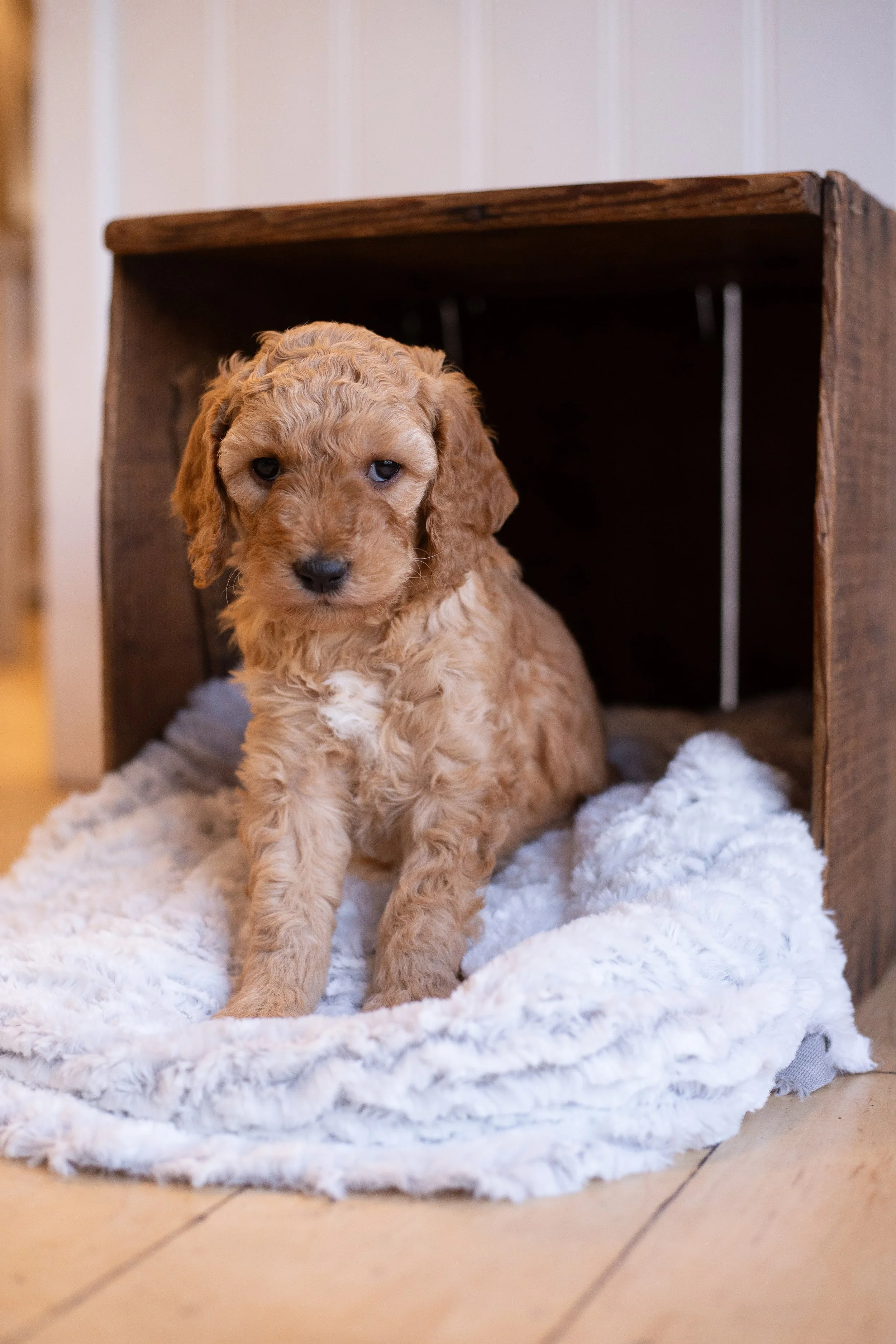 puppies, sledding-340.jpg