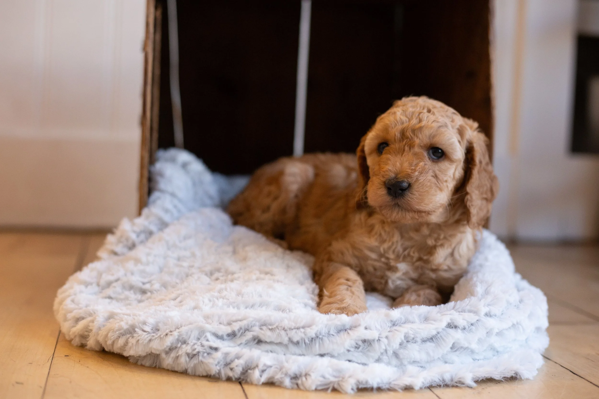 puppies, sledding-1200.jpg