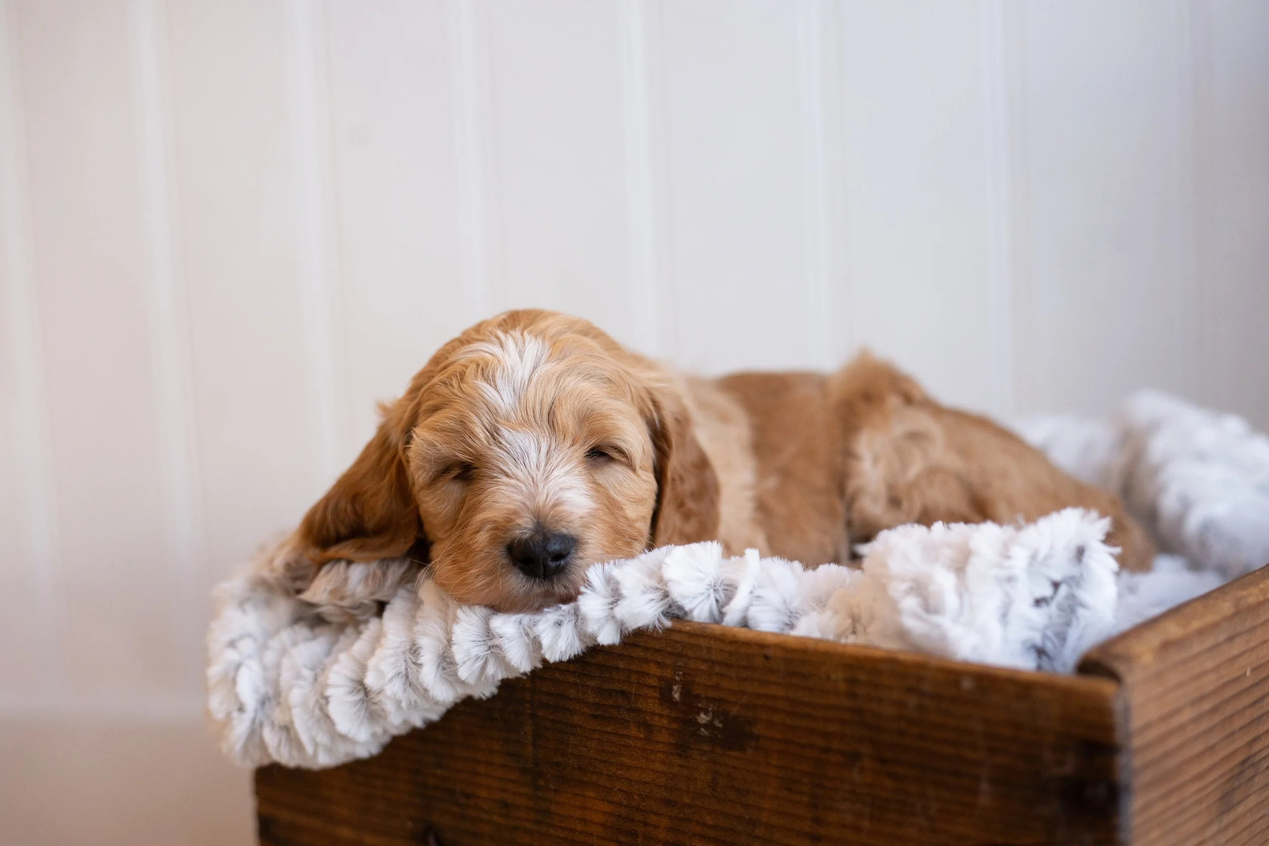 puppies, sledding-481.jpg