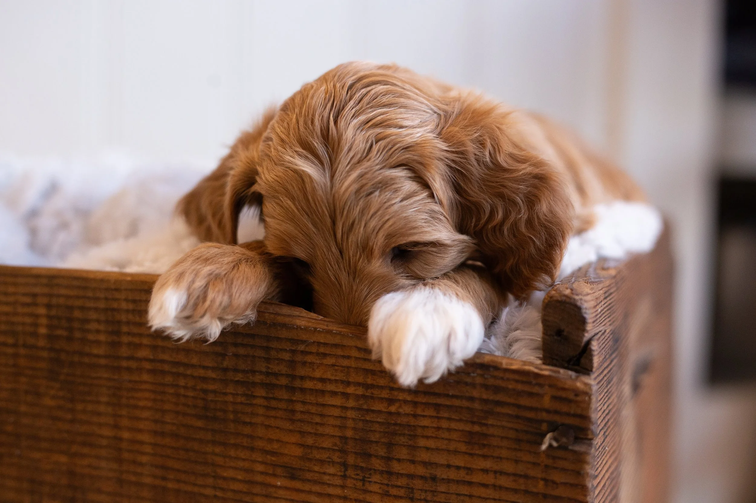 puppies, sledding-896.jpg