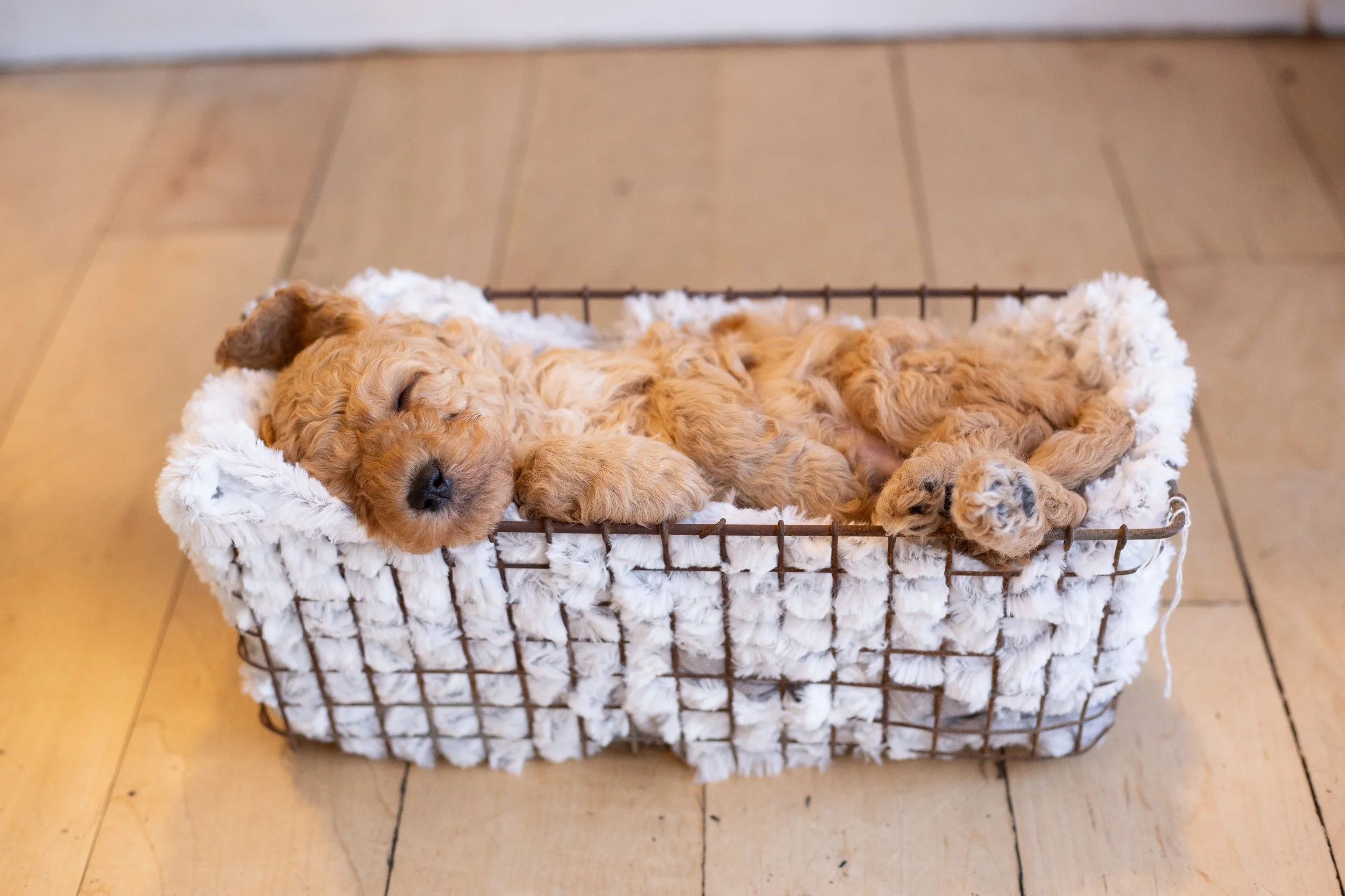 puppies, sledding-73.jpg