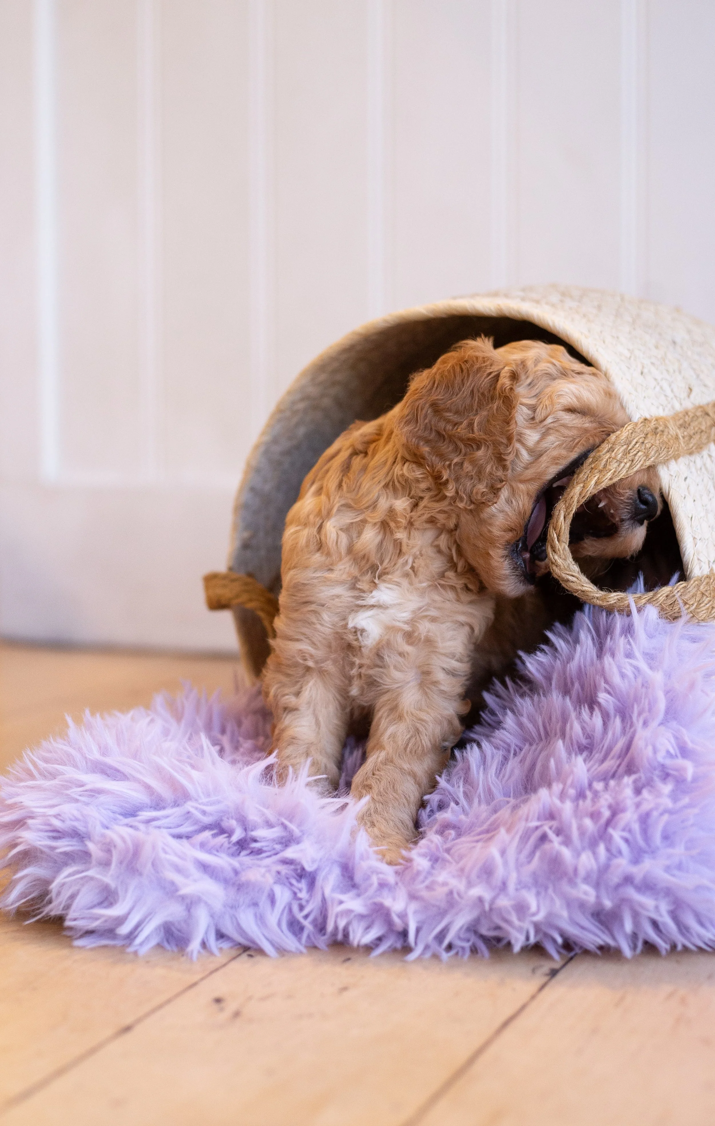 puppies, sledding-282.jpg