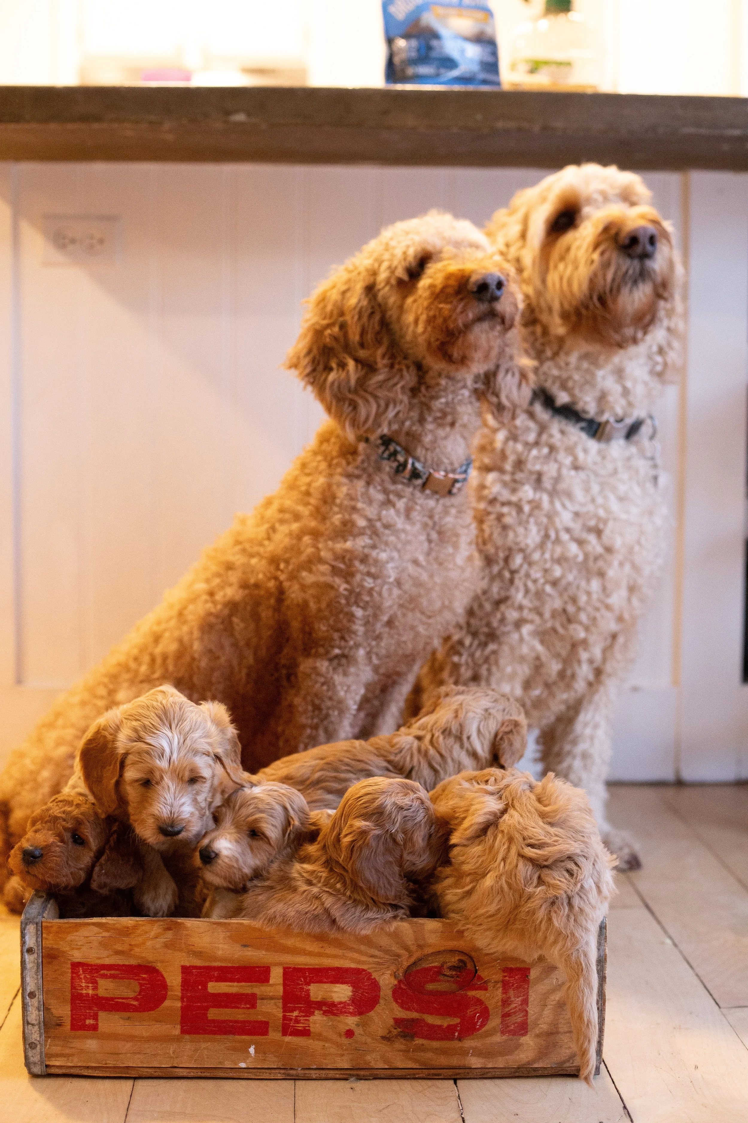 puppies, sledding-93.jpg