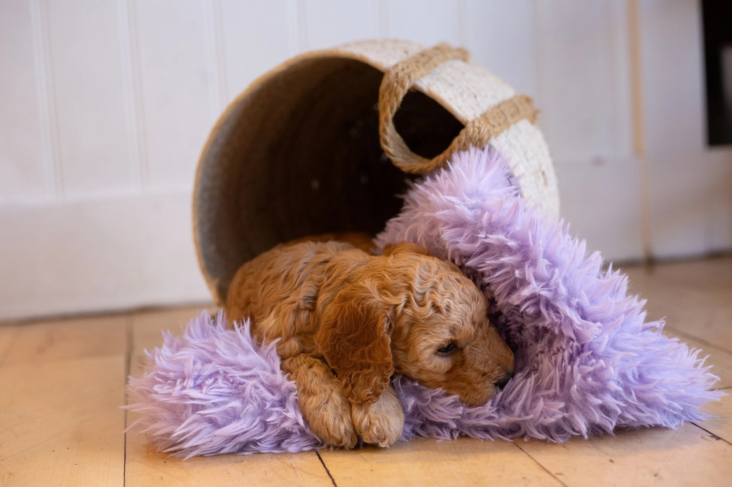 puppies, sledding-407.jpg