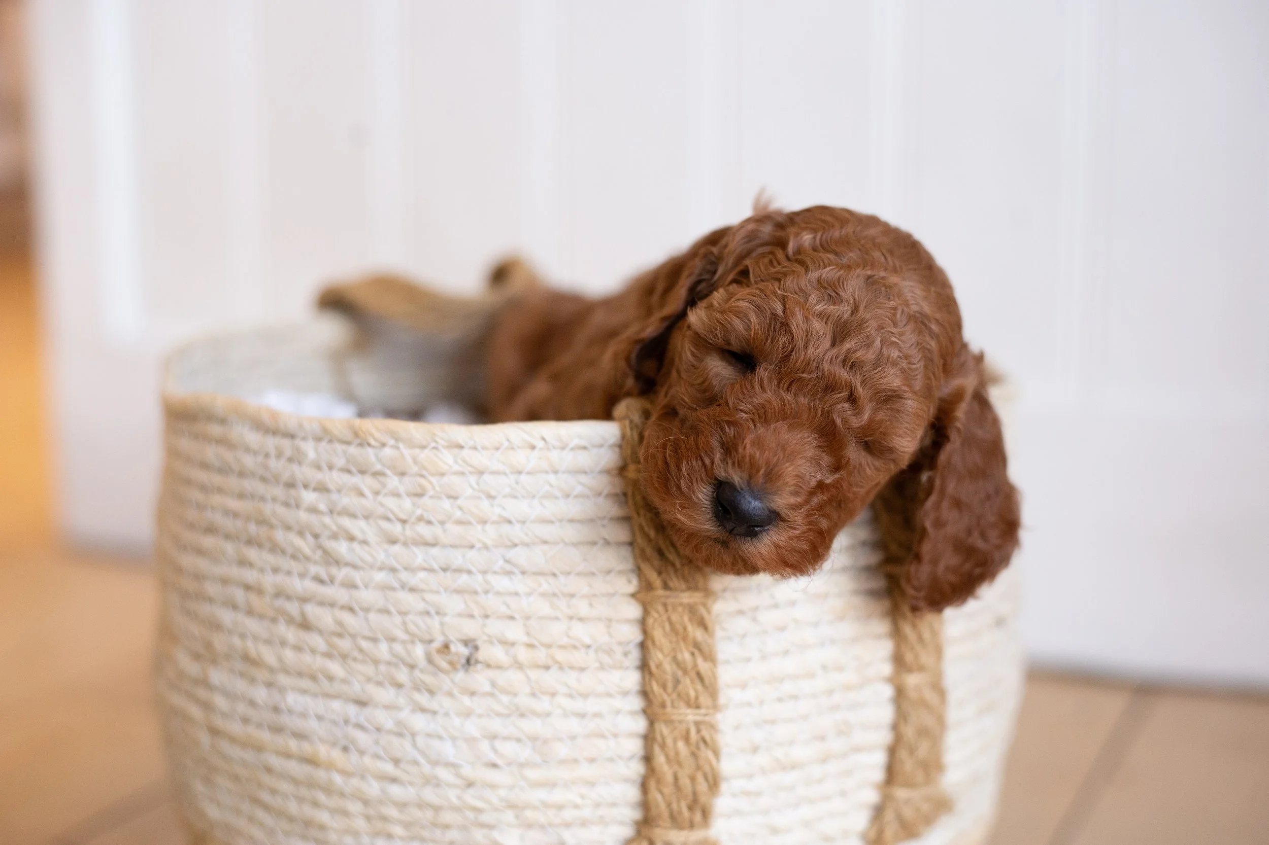 puppies, sledding-1183.jpg