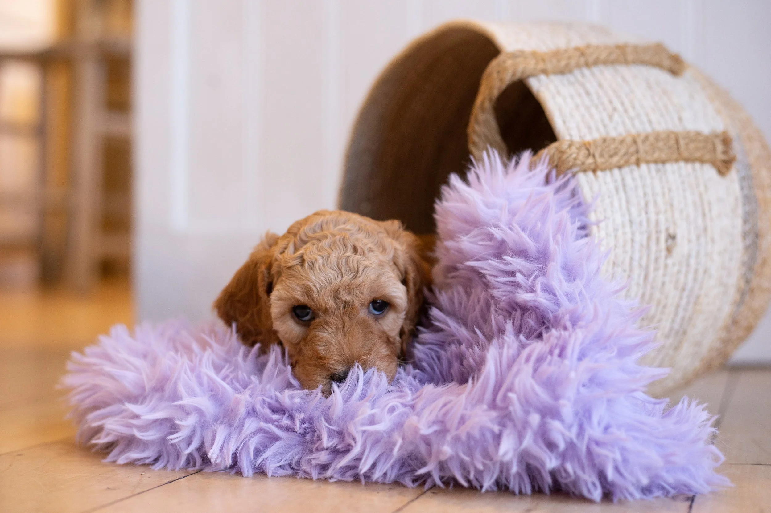 puppies, sledding-454.jpg