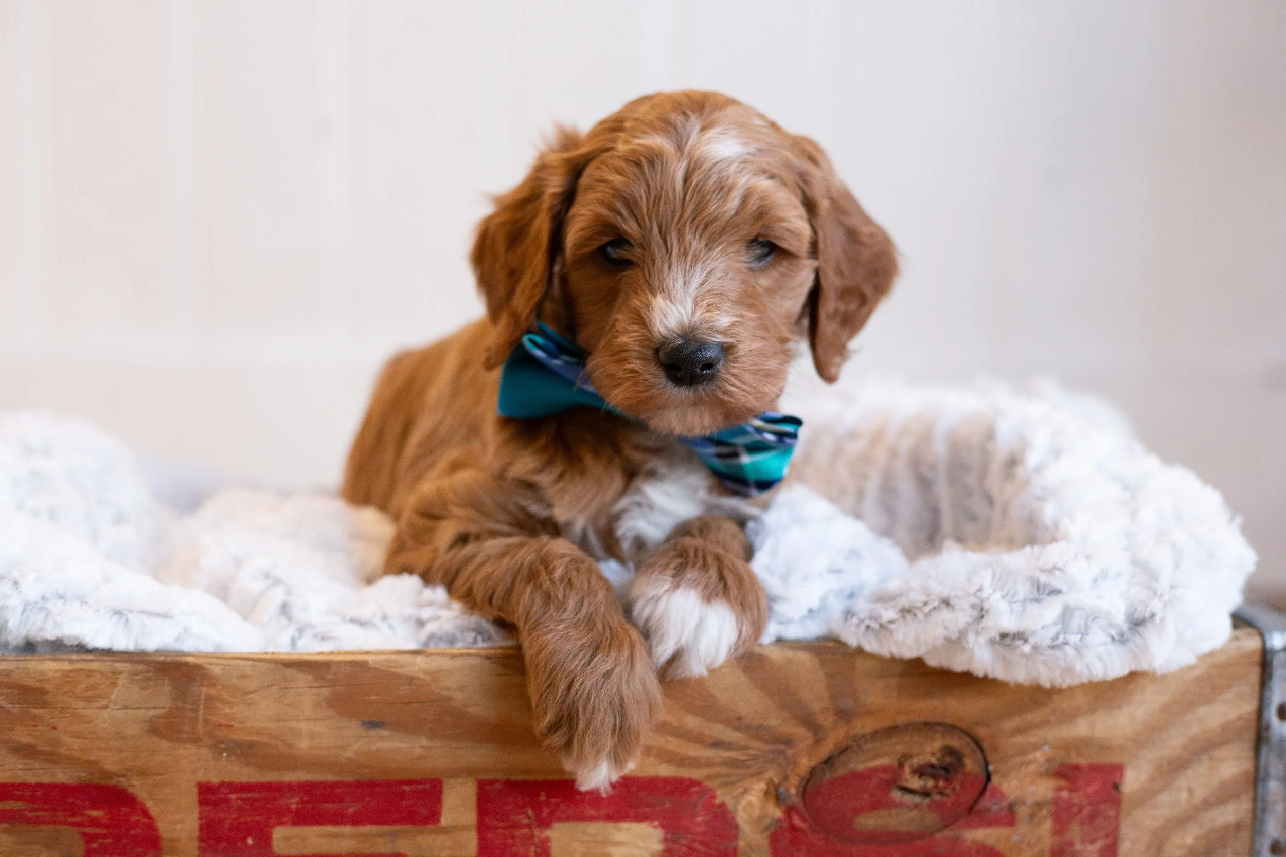 puppies, sledding-732.jpg