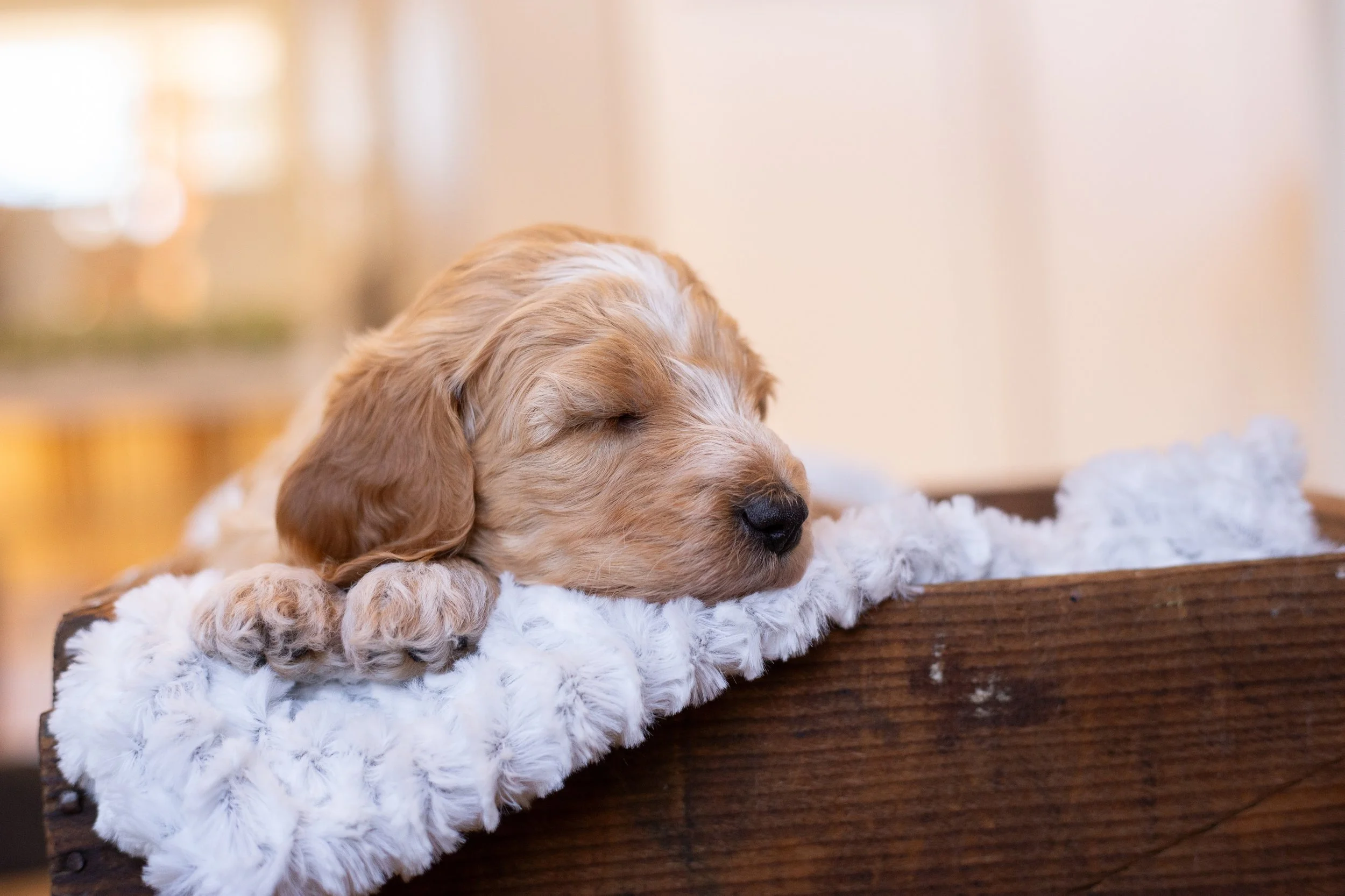 puppies, sledding-1191.jpg