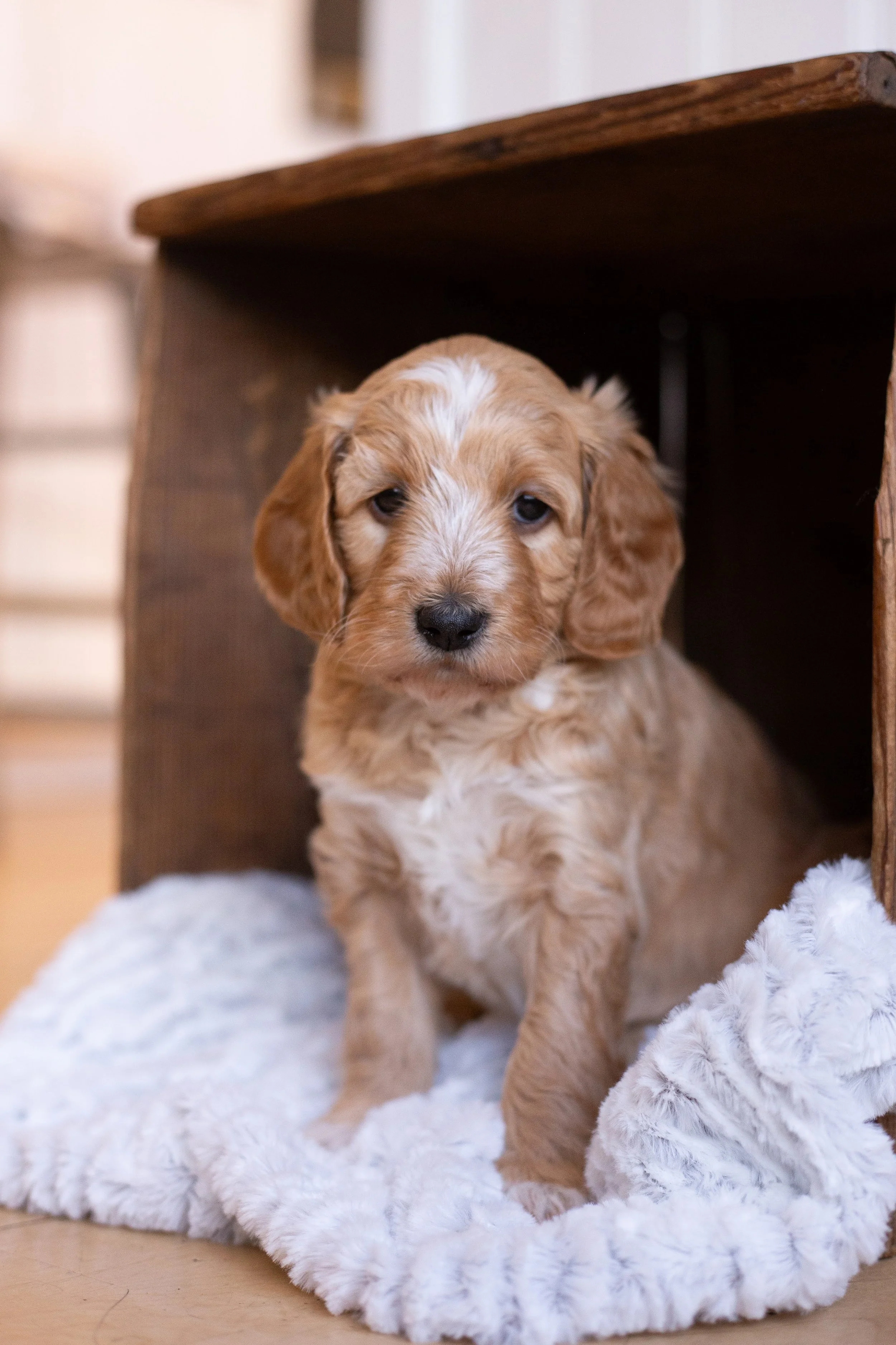 puppies, sledding-54.jpg