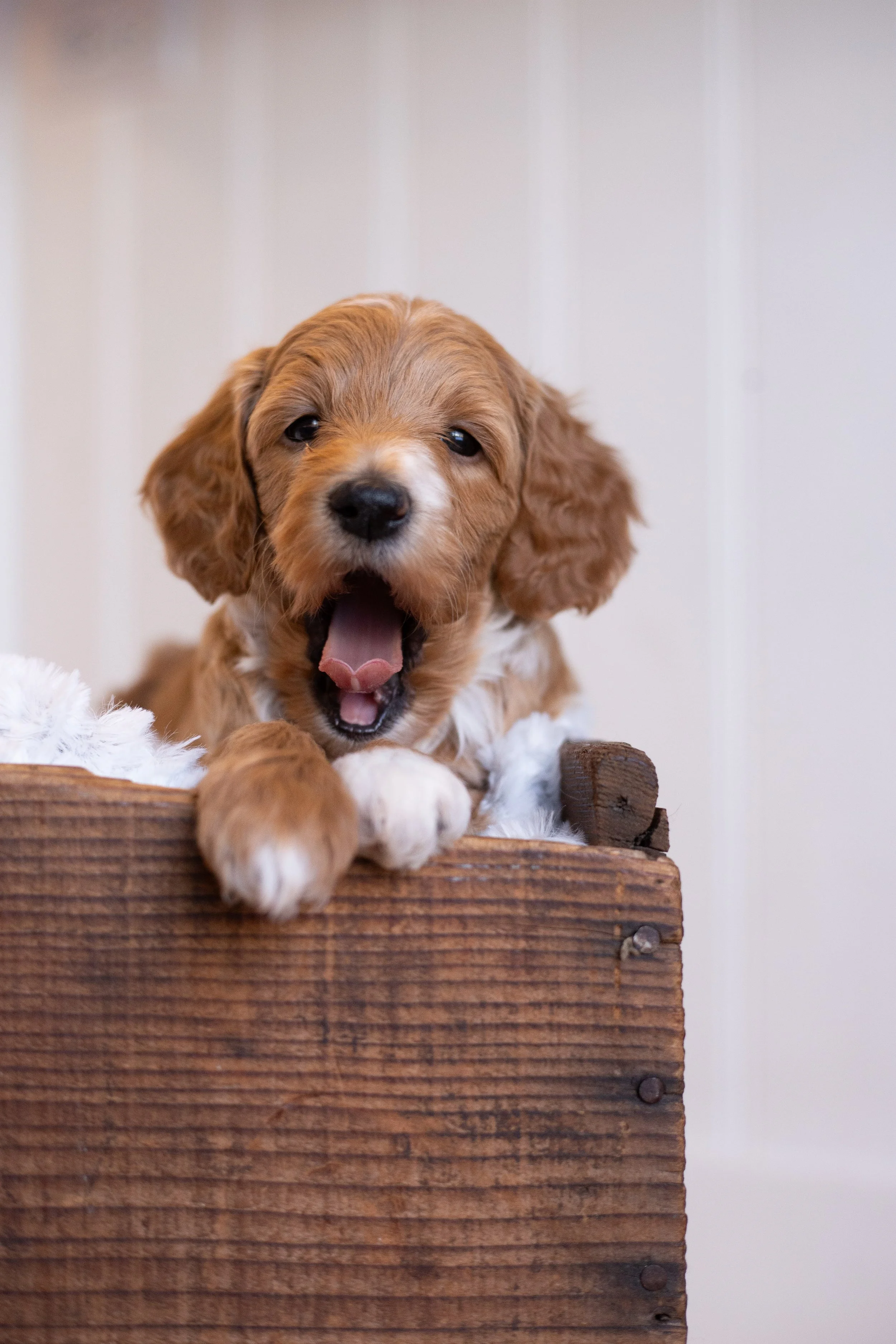 puppies, sledding-457.jpg