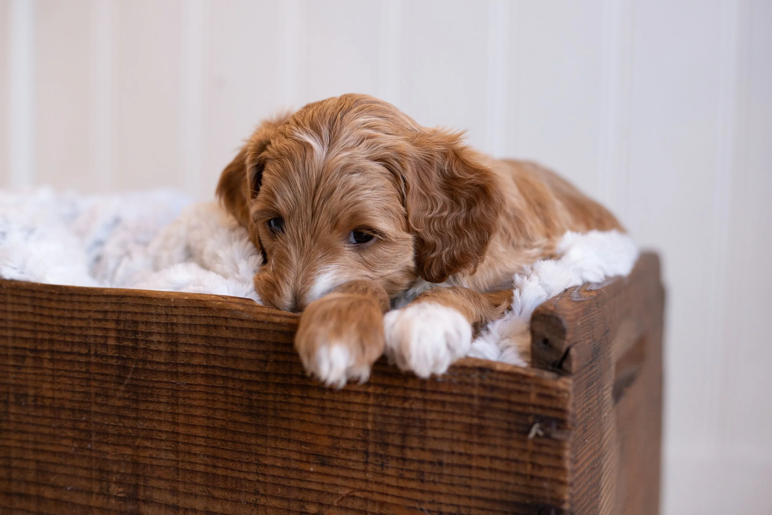 puppies, sledding-336.jpg