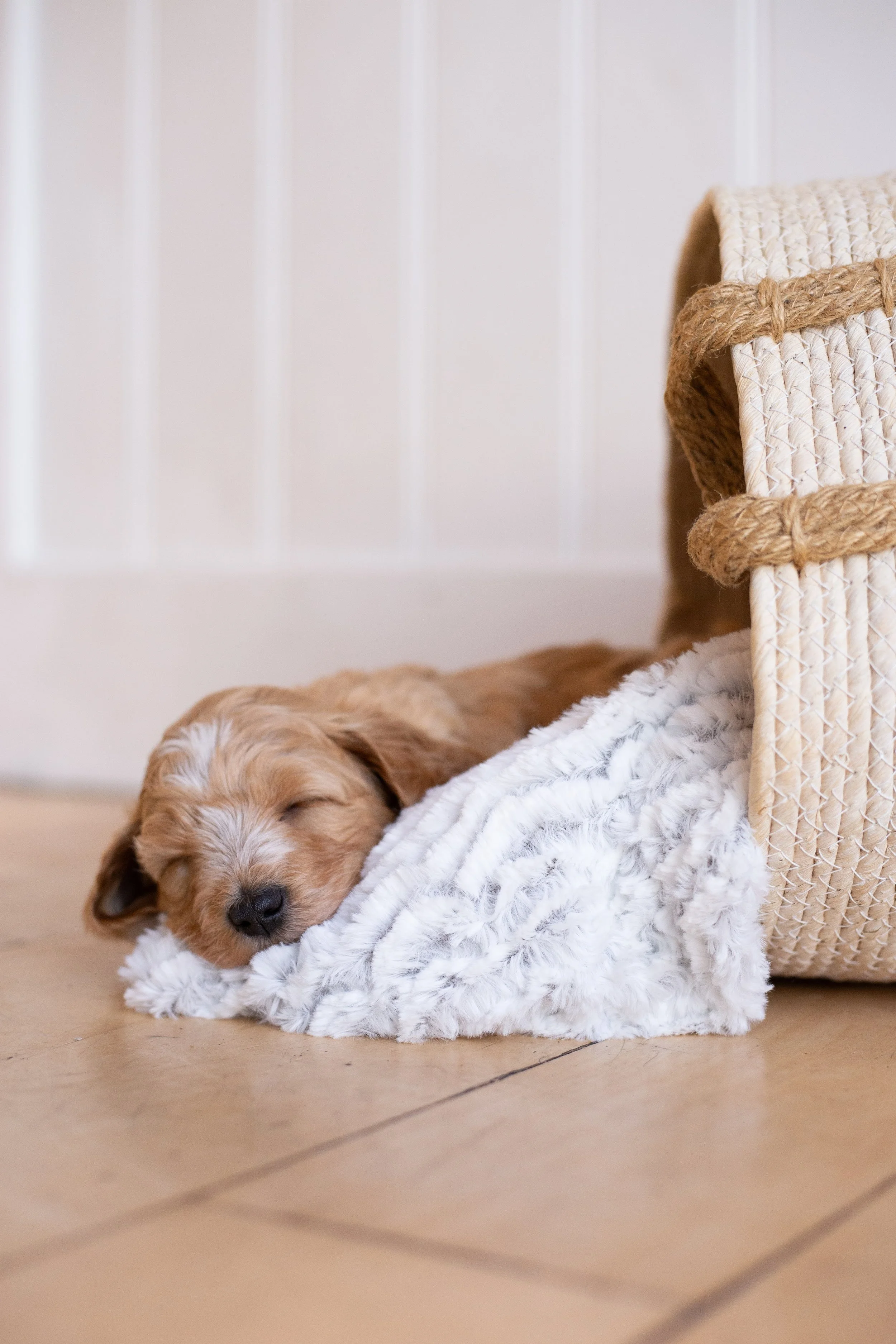 puppies, sledding-665.jpg