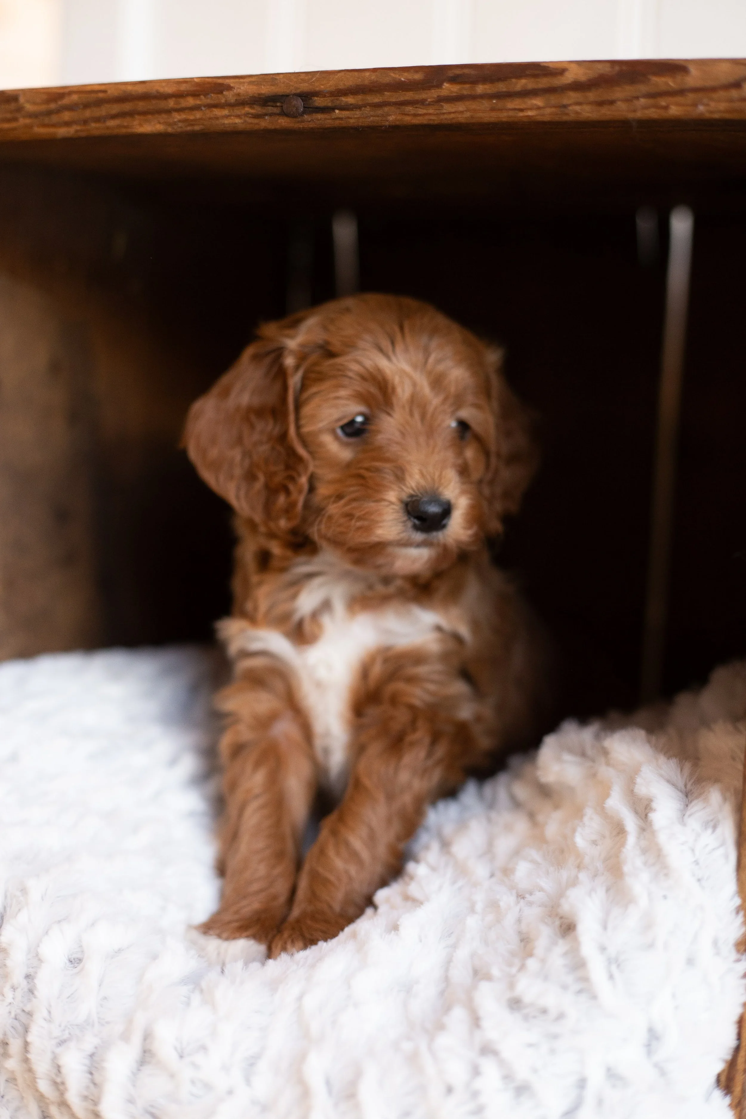 puppies, sledding-185.jpg
