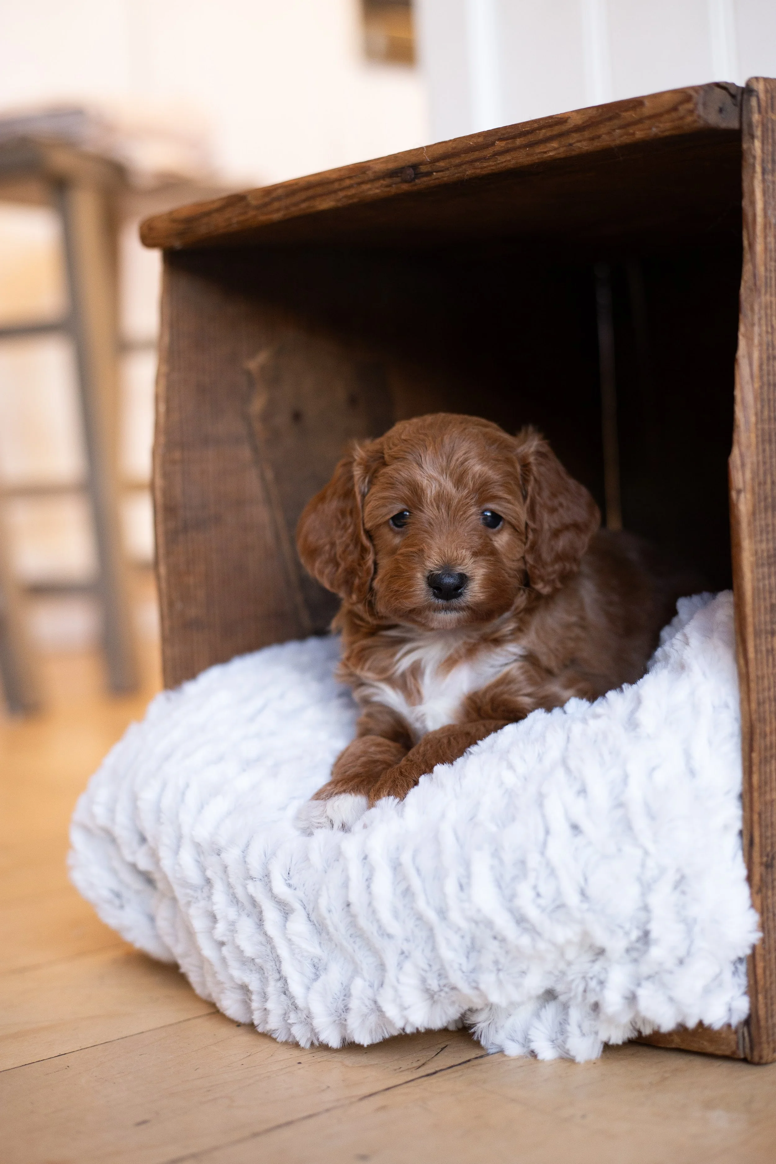 puppies, sledding-1049.jpg